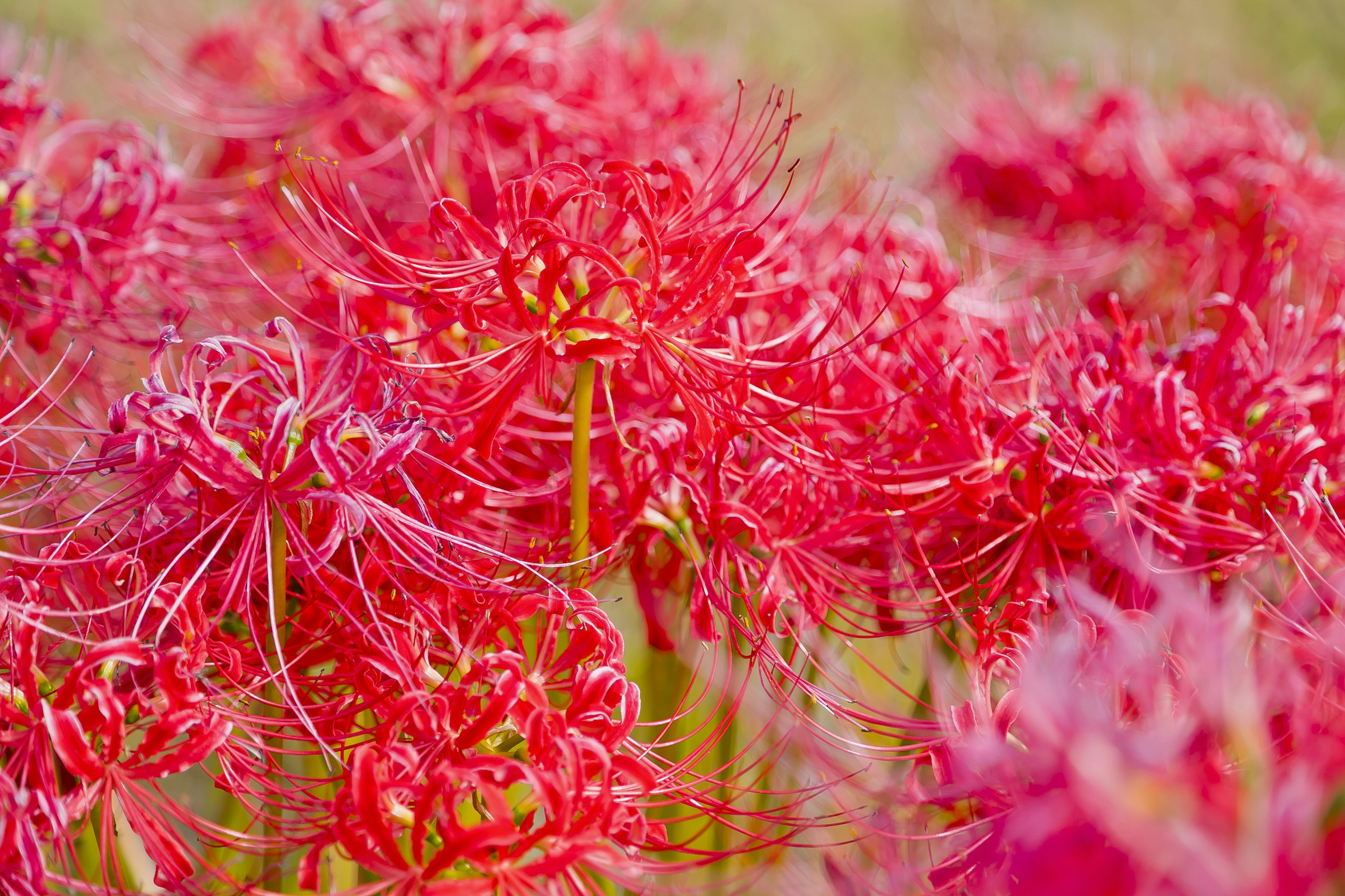 Un vibrante grupo de lirios araña rojos en flor