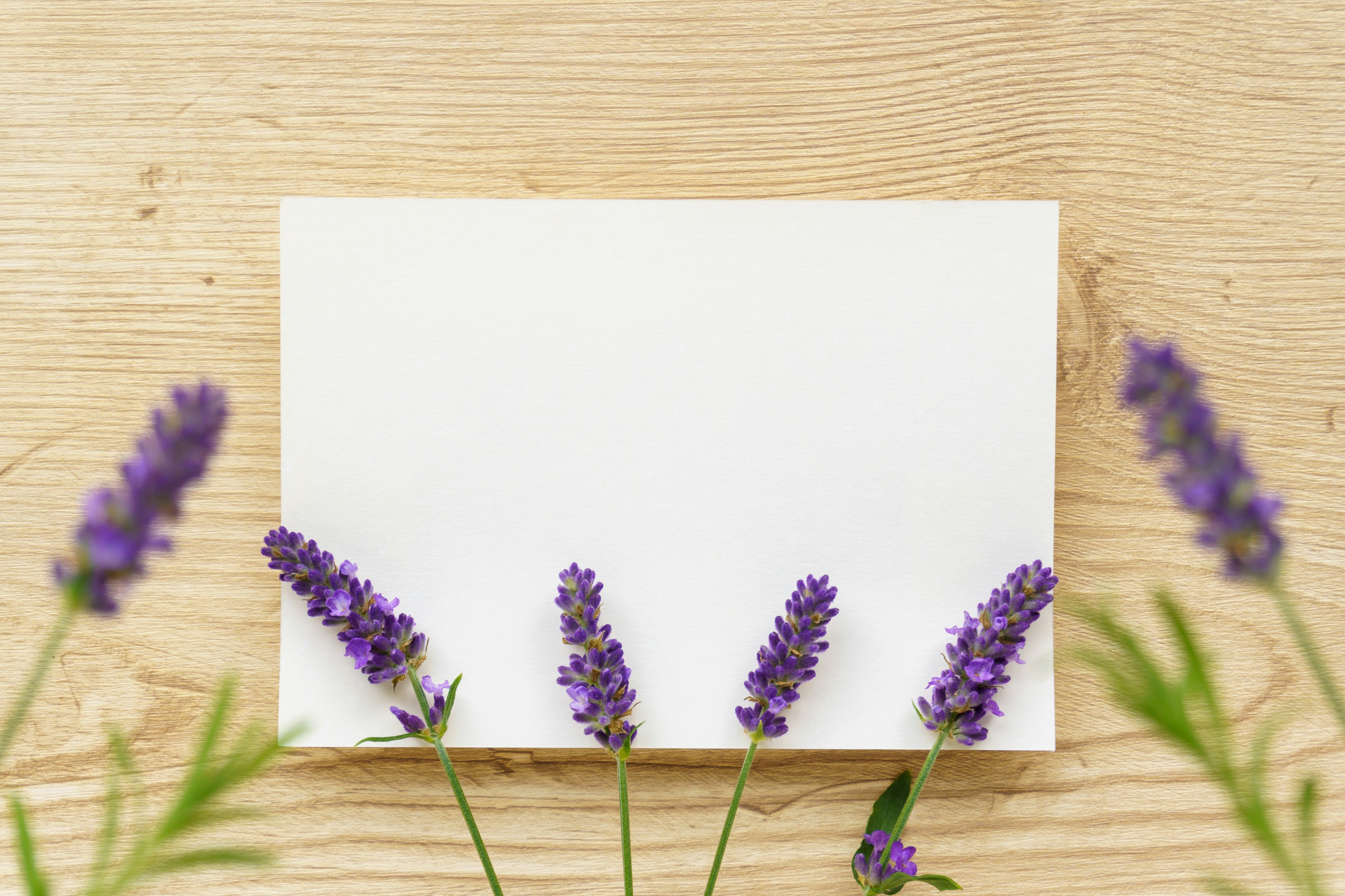 Tarjeta blanca vacía rodeada de flores de lavanda moradas