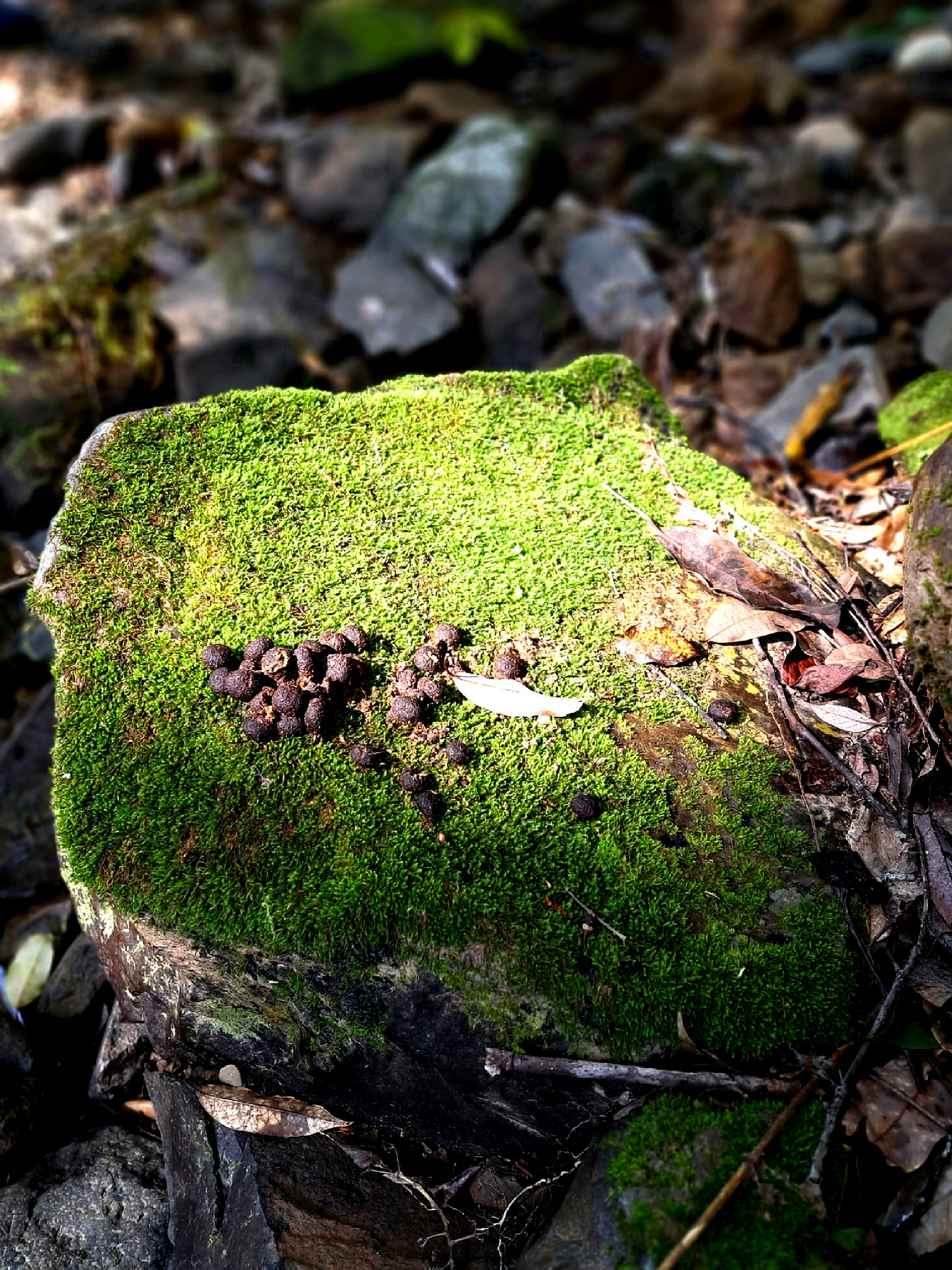 Una escena natural con una piedra cubierta de musgo verde y pequeñas heces de animales