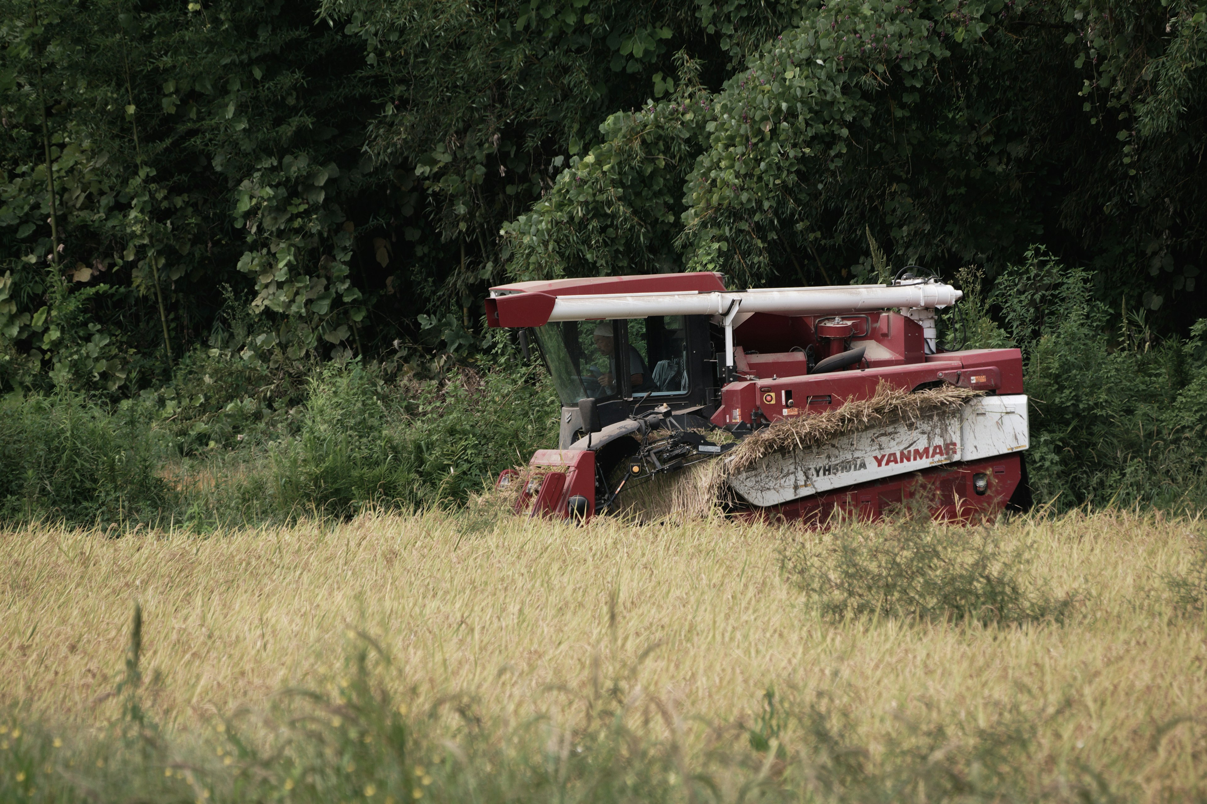 Red combine harvester in a field harvesting rice