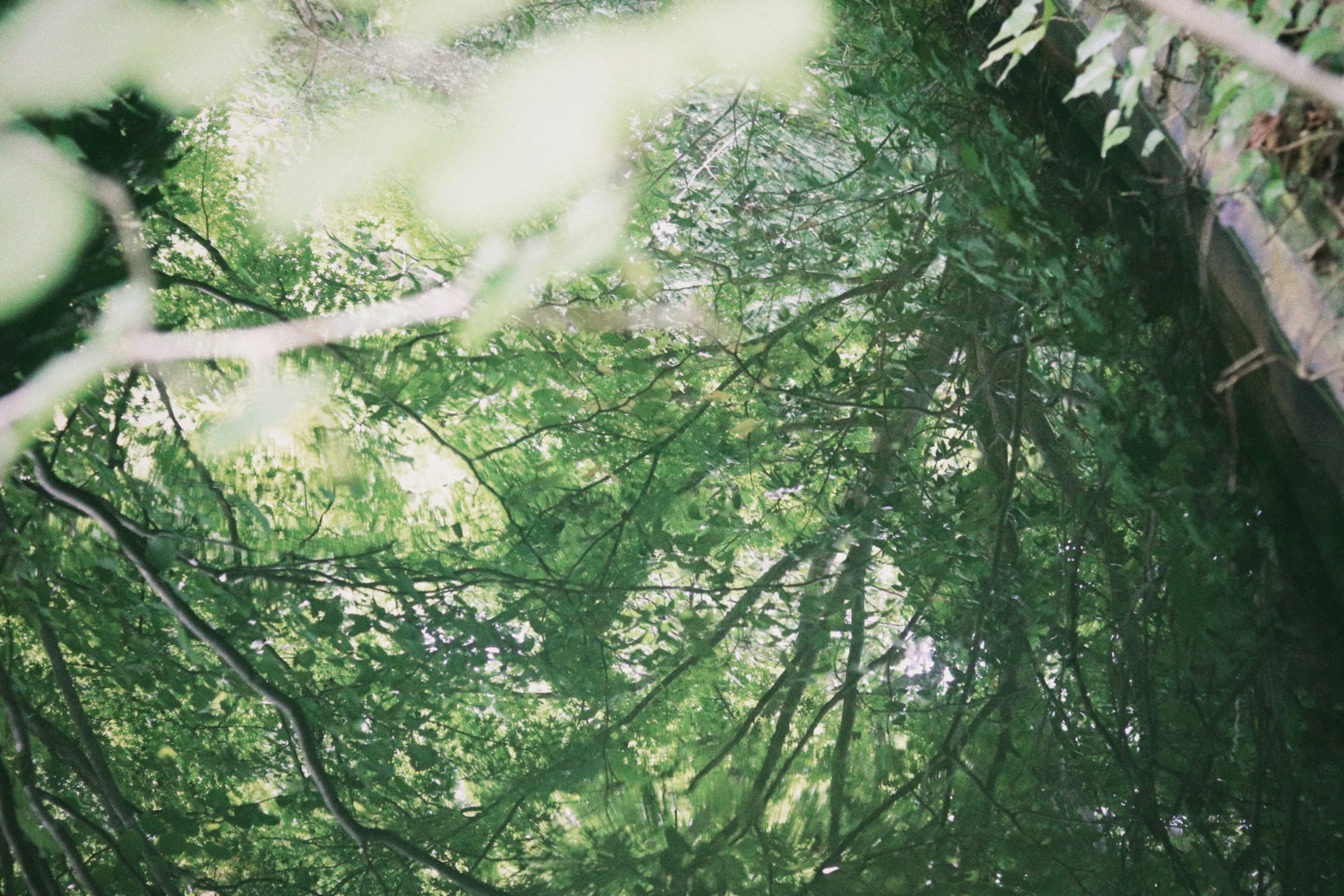 Riflesso di alberi verdi e foglie sulla superficie dell'acqua