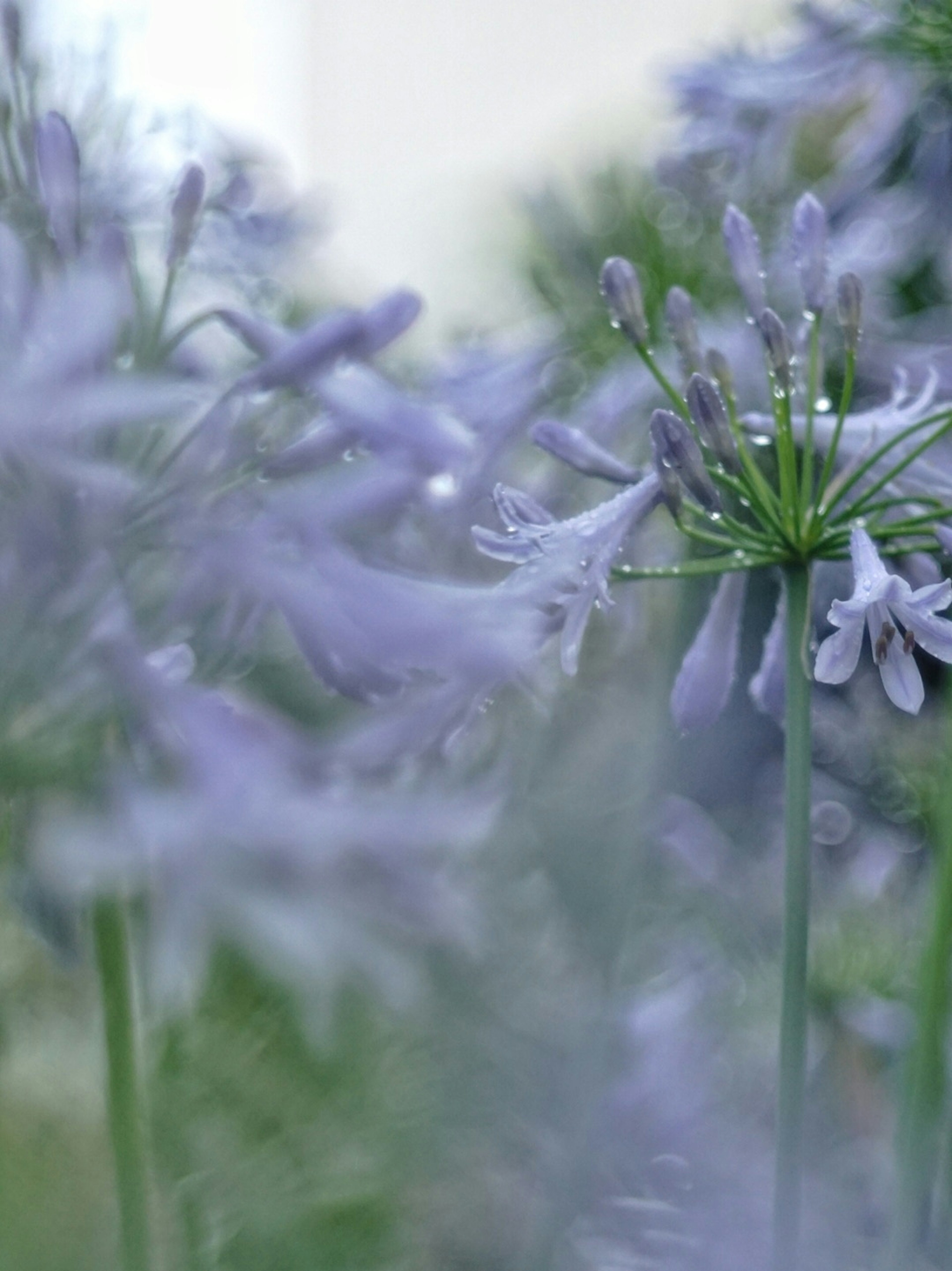 紫色の花が咲く植物のクローズアップで、柔らかな背景が特徴