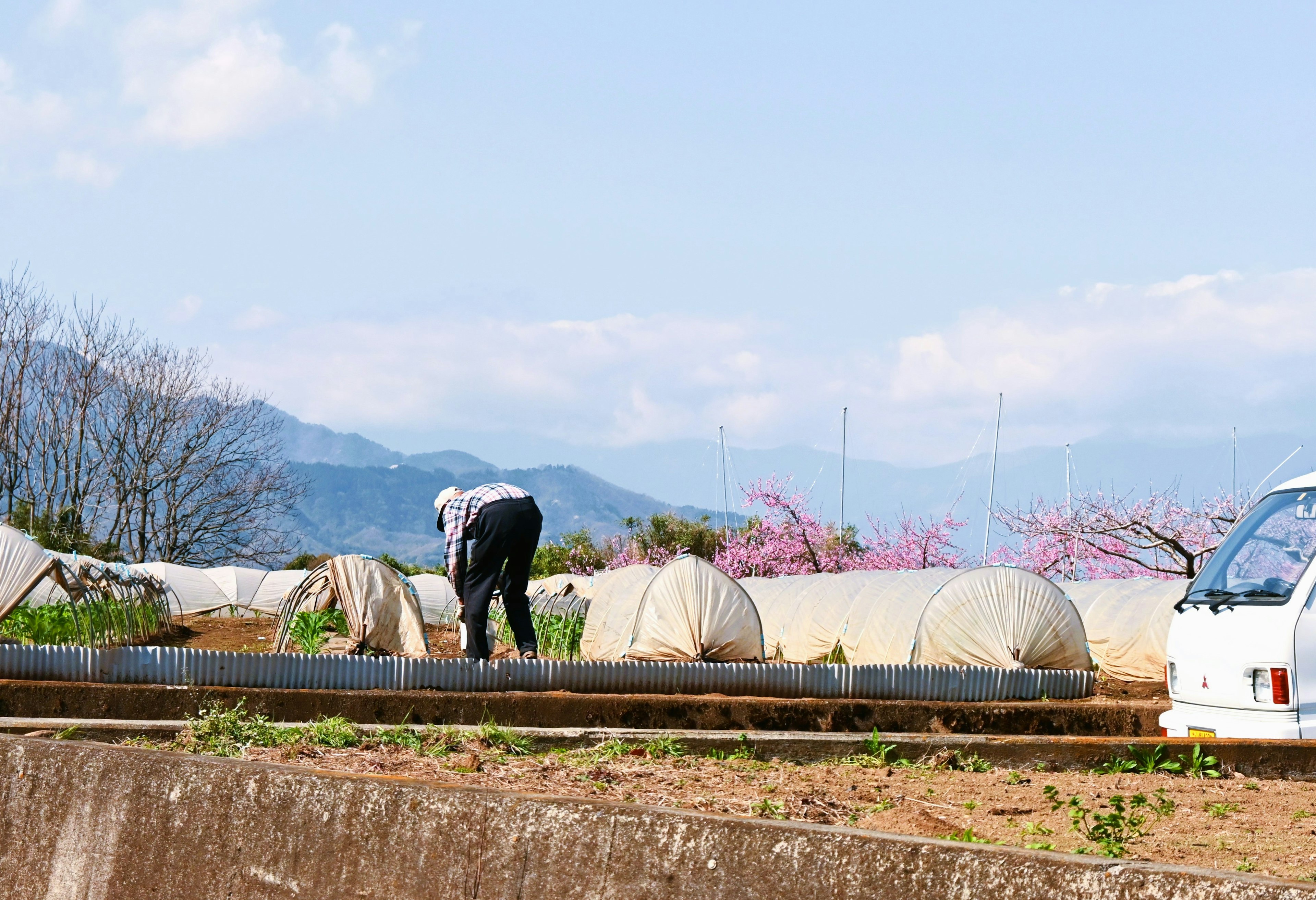 Person working in a field with protective covers and mountains in the background