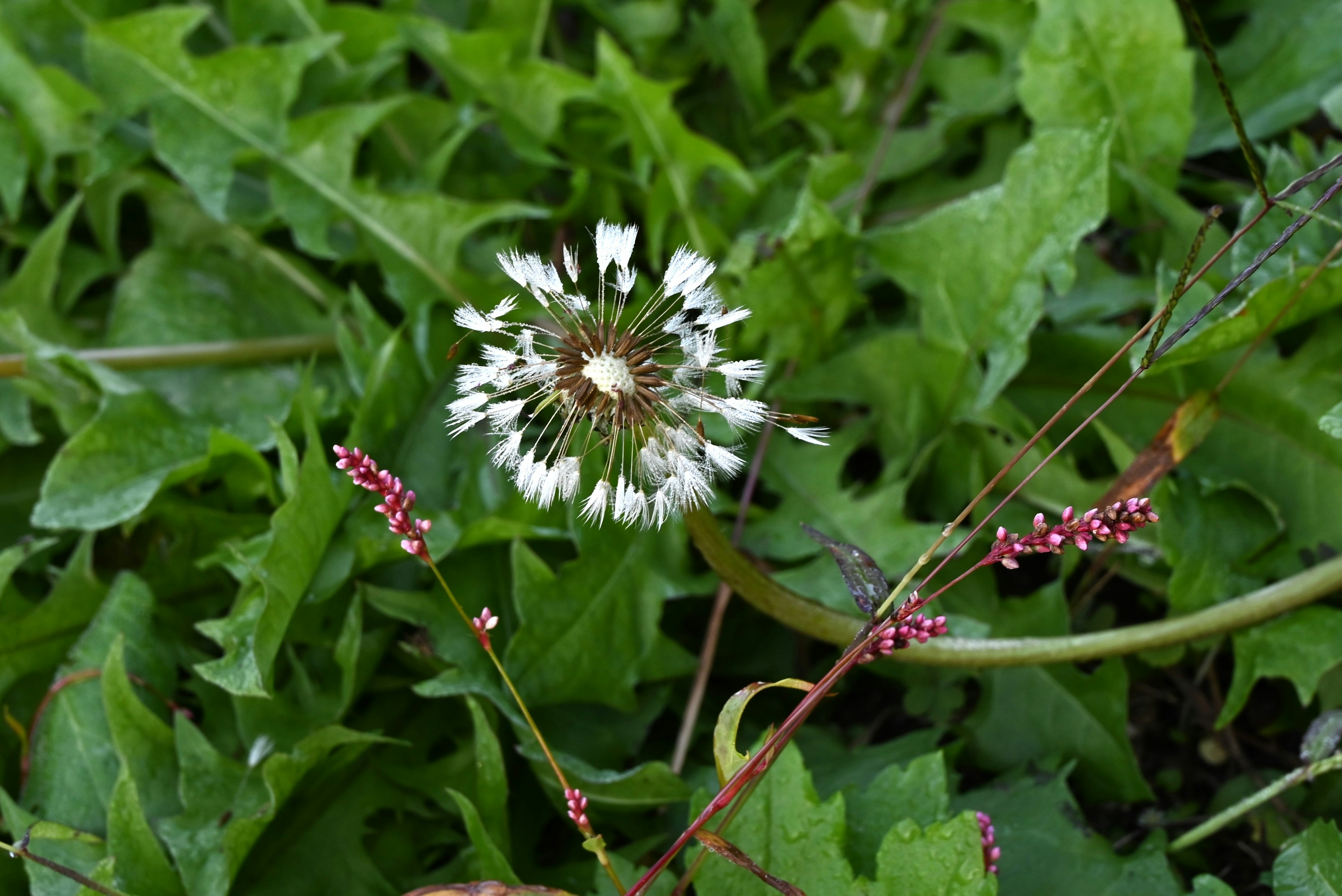 Bild einer weißen Blume umgeben von grünen Blättern