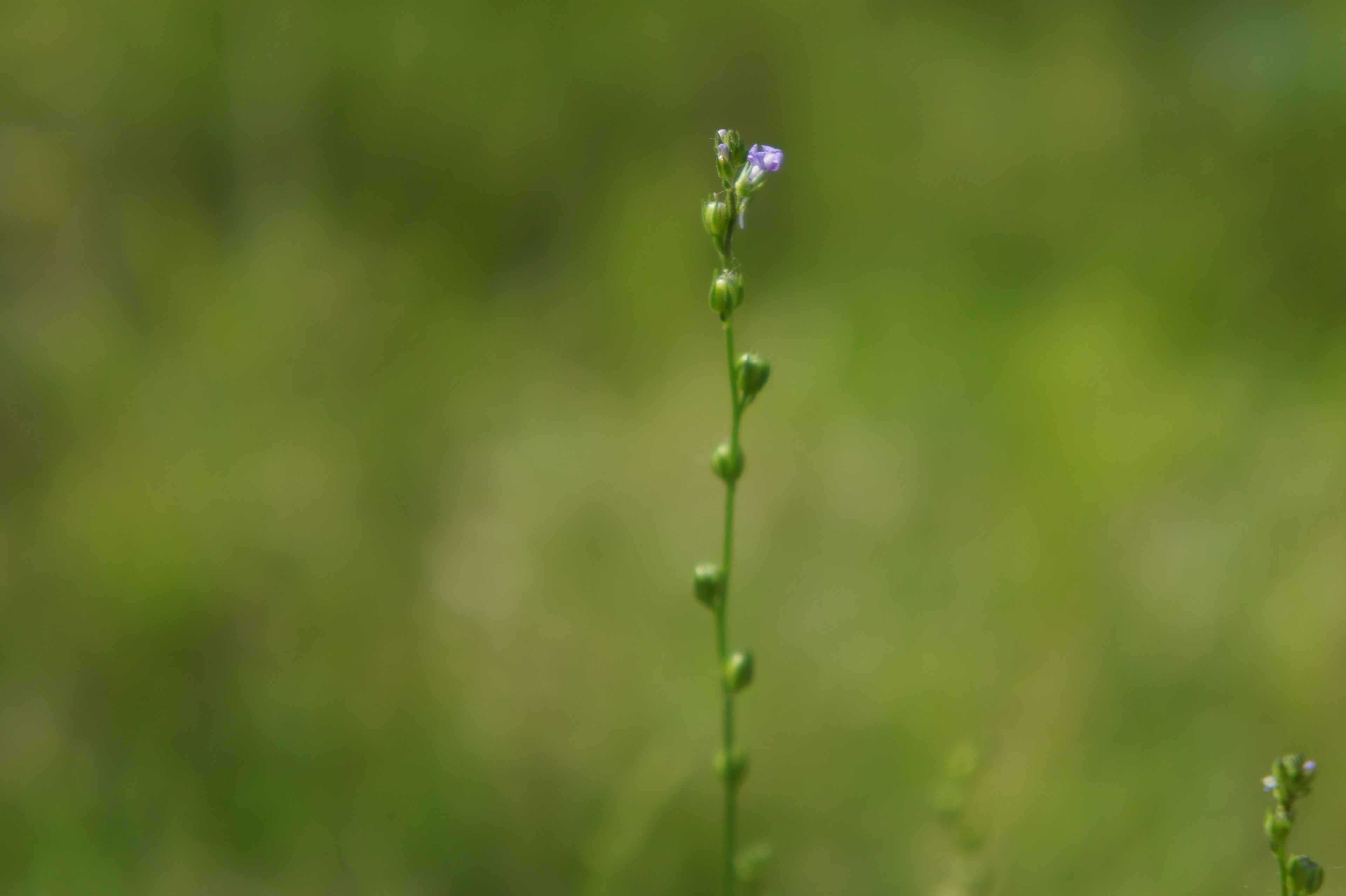 Dünne Stängelpflanze mit kleiner blauer Blume verschwommener grüner Hintergrund