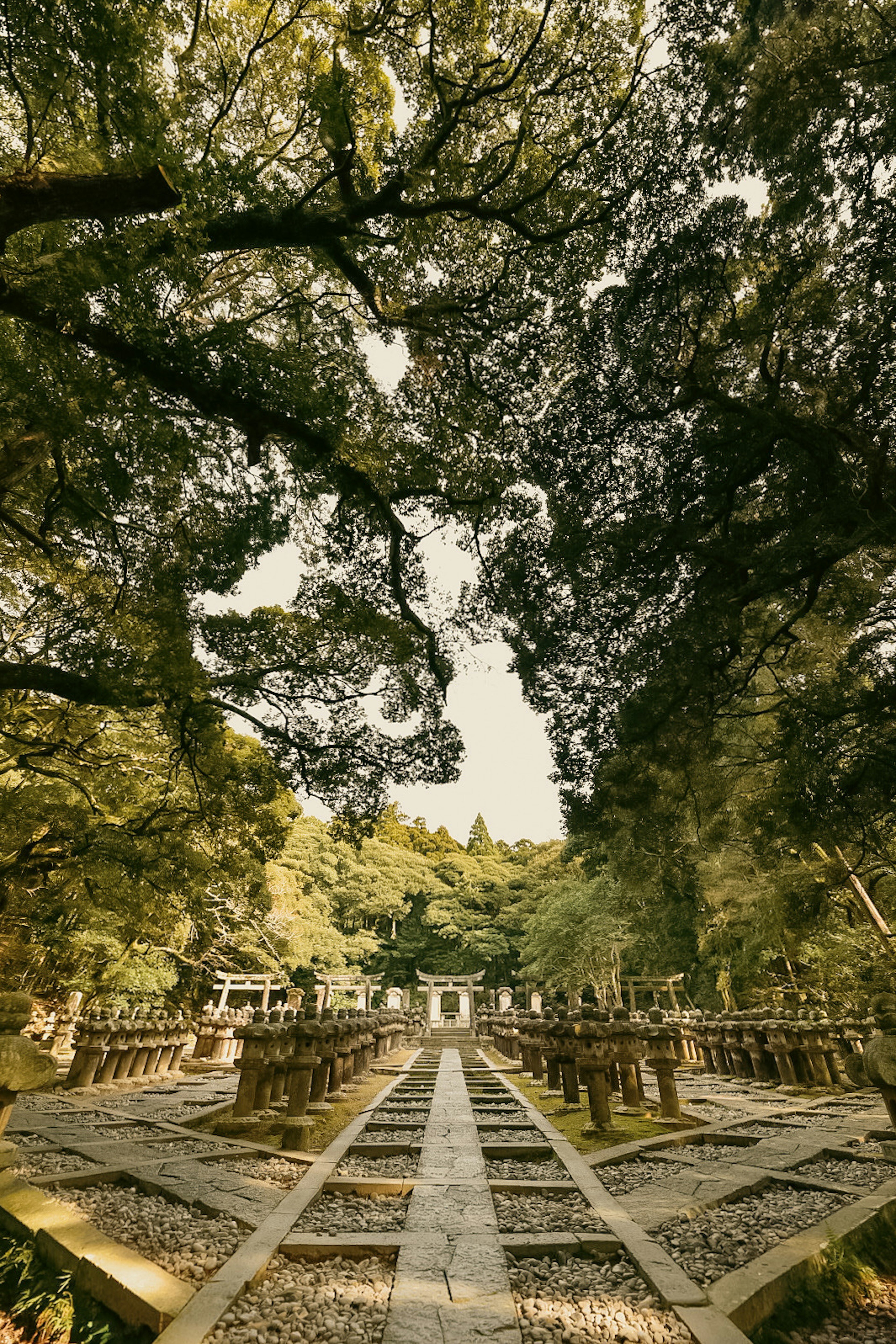 宁静的花园景观，四周环绕着郁郁葱葱的绿色