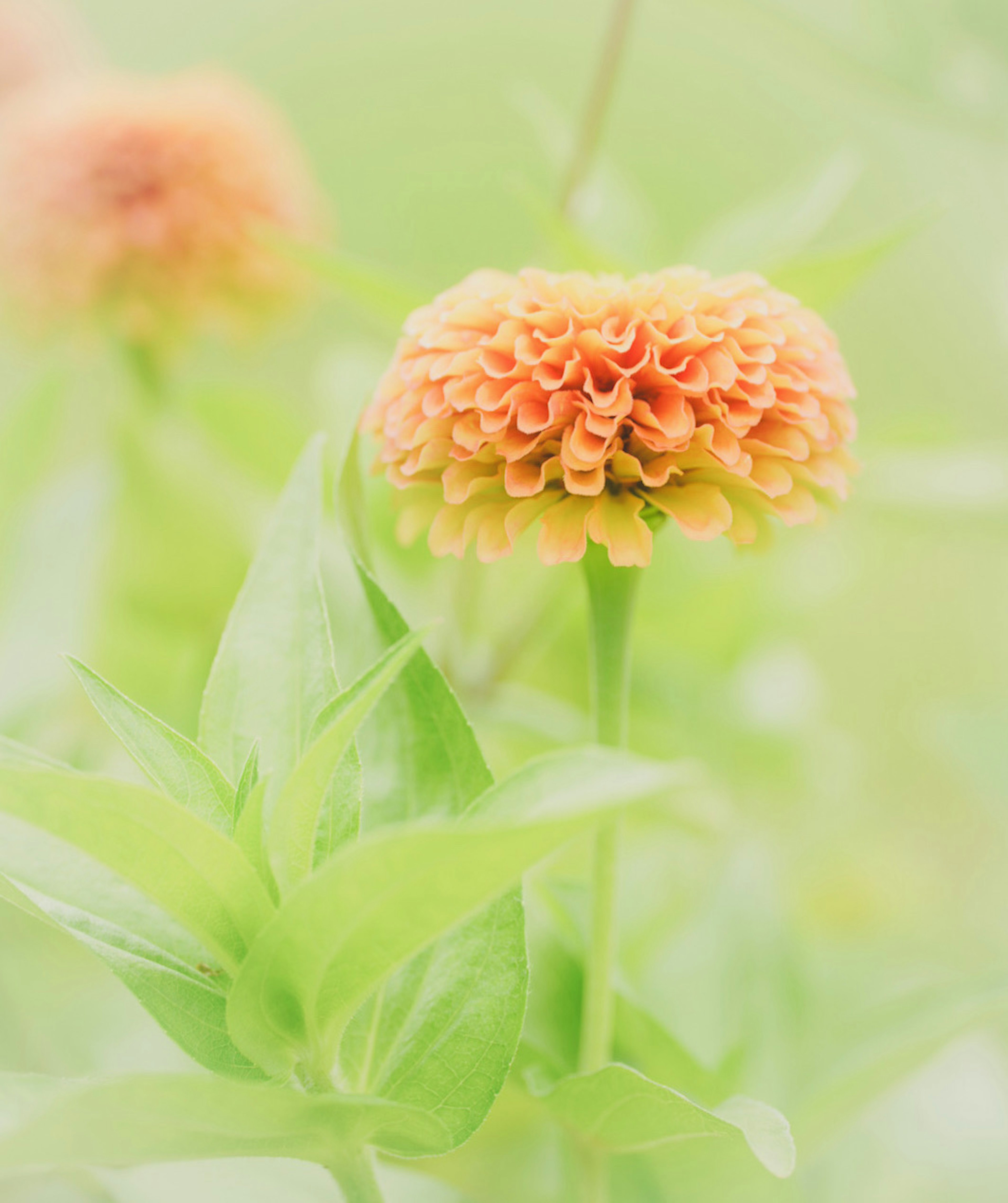 Nahaufnahme einer sanften orangefarbenen Blume mit grünen Blättern im unscharfen Hintergrund