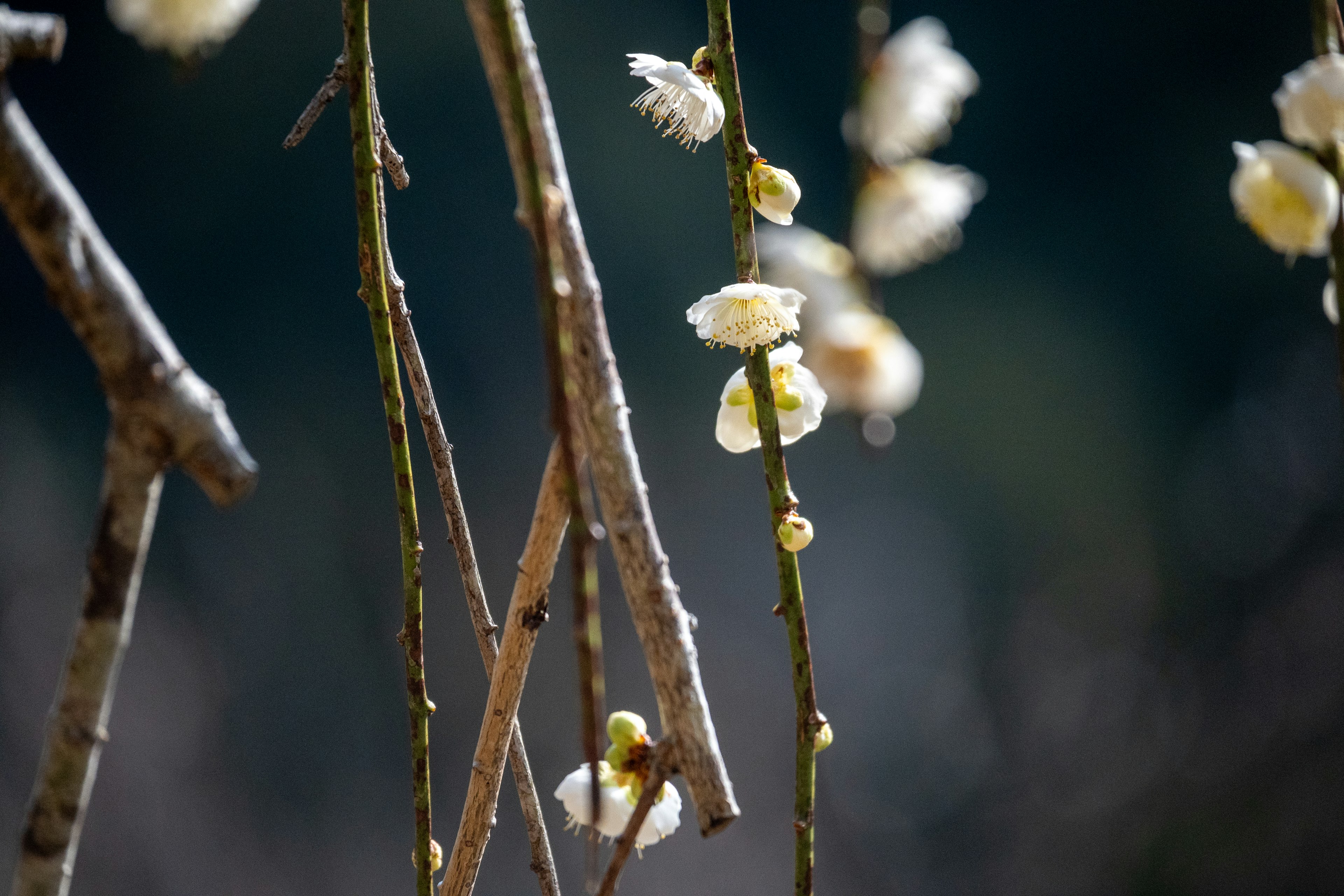 Zarte Zweige mit kleinen weißen Blumen geschmückt