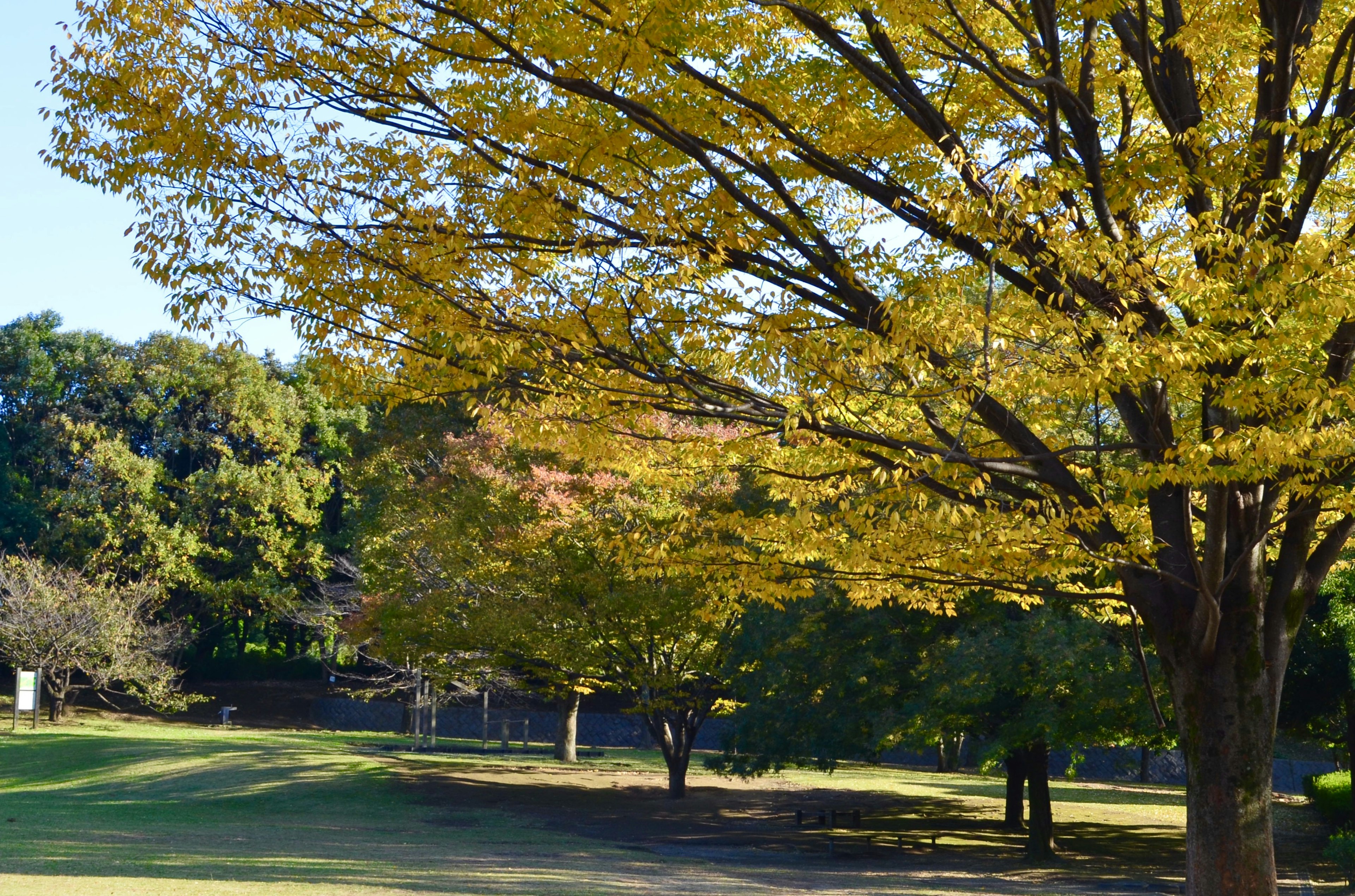 Park scene with trees featuring vibrant yellow leaves and green grass