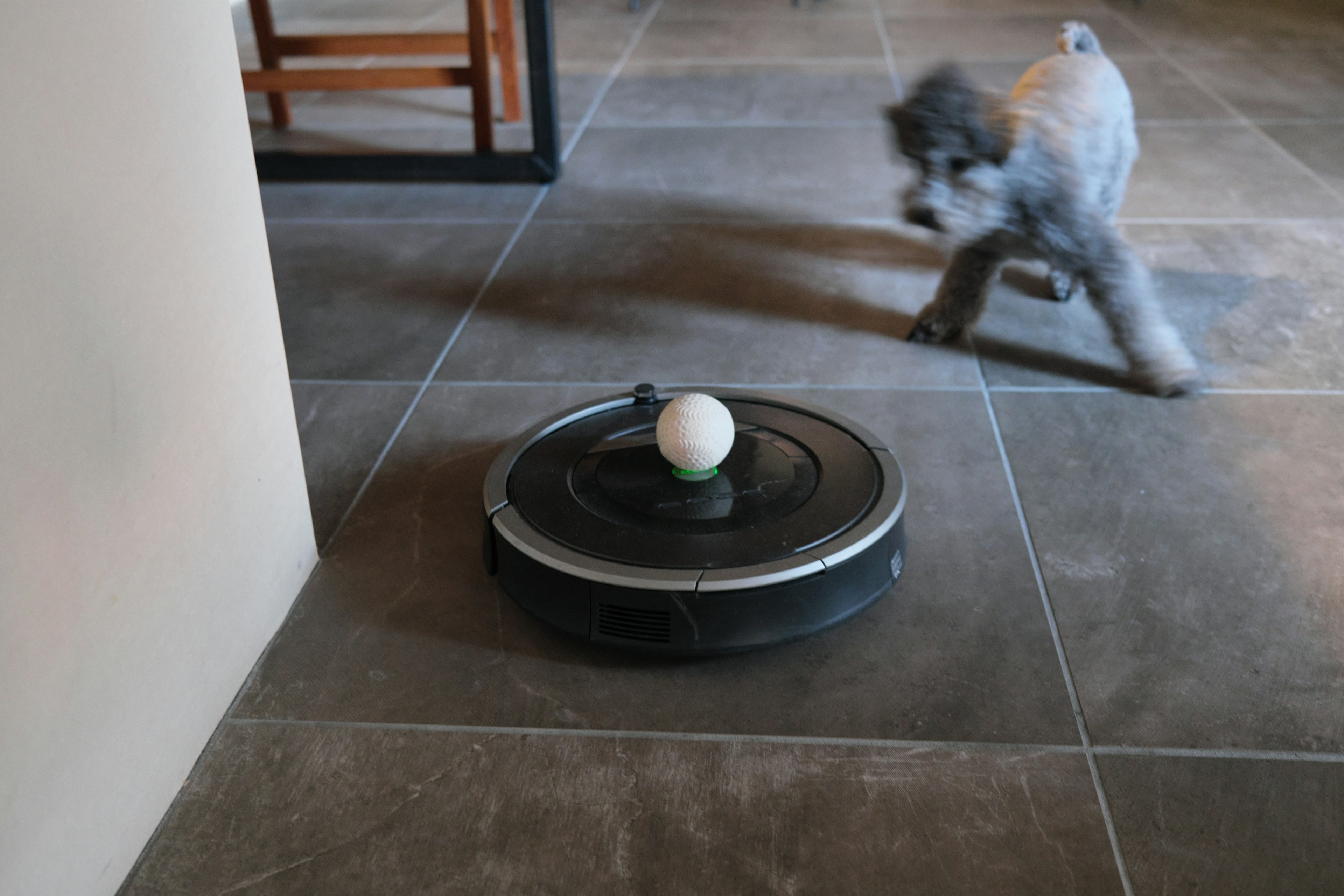 Hund spielt in der Nähe eines Staubsaugerroboters