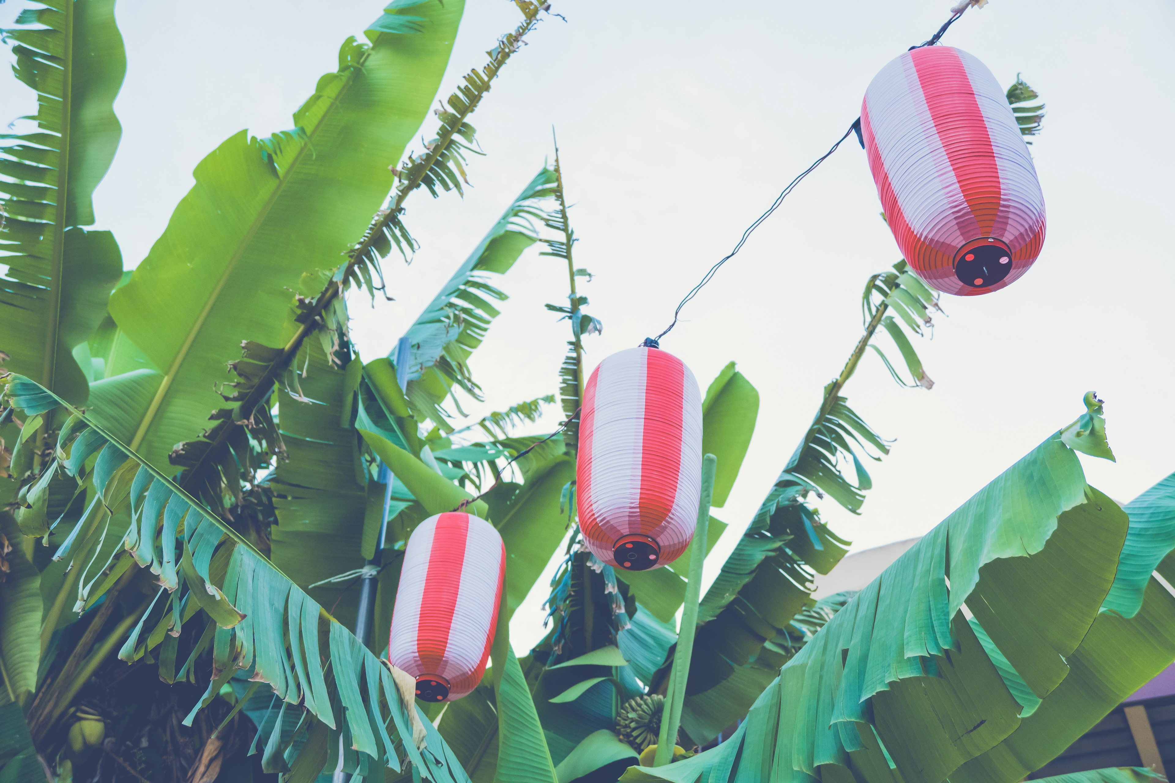 Red and white lanterns hanging under a blue sky surrounded by banana leaves