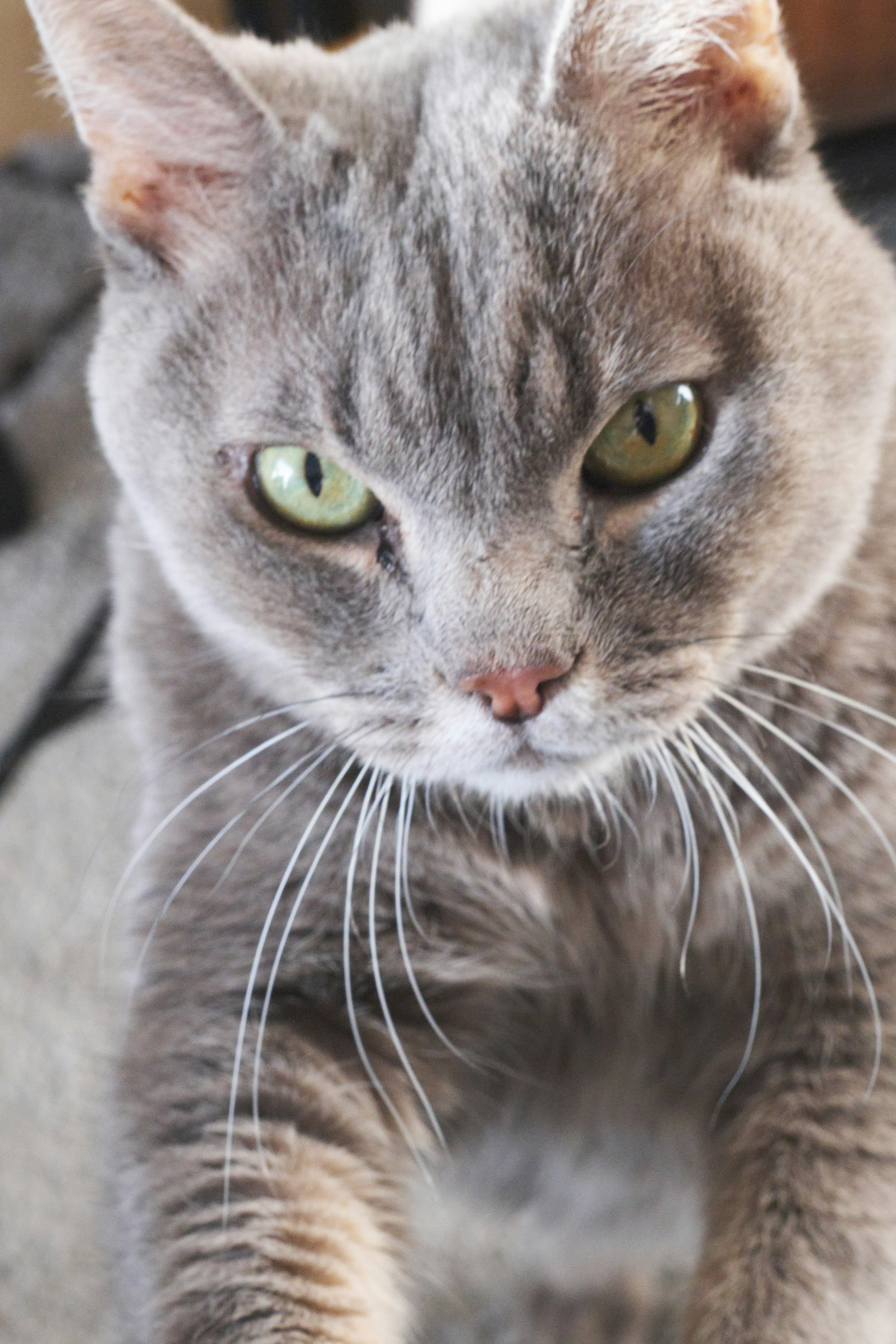 Close-up kucing abu-abu dengan mata hijau mencolok dan ekspresi serius