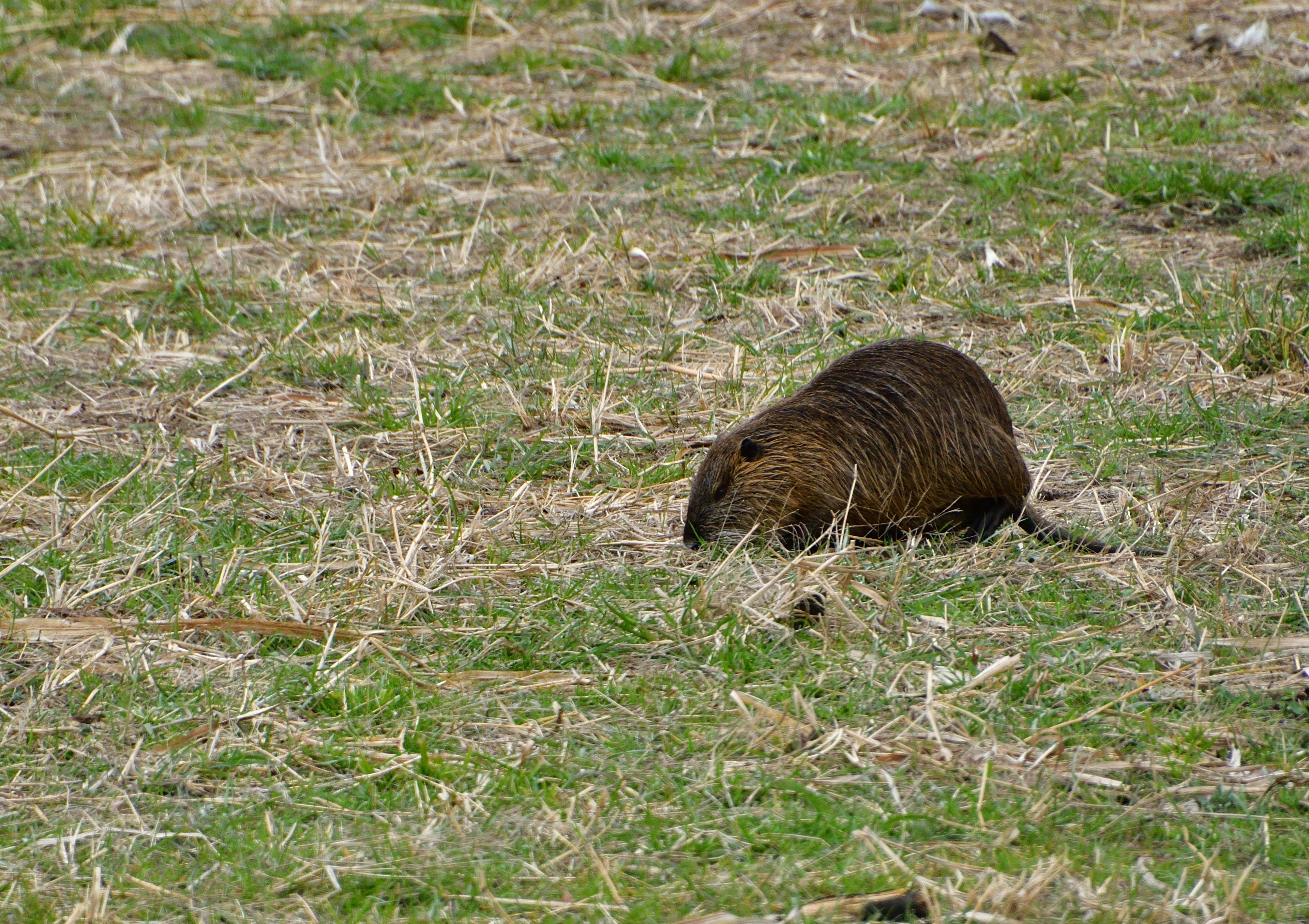 Castor buscando alimento en un campo de hierba