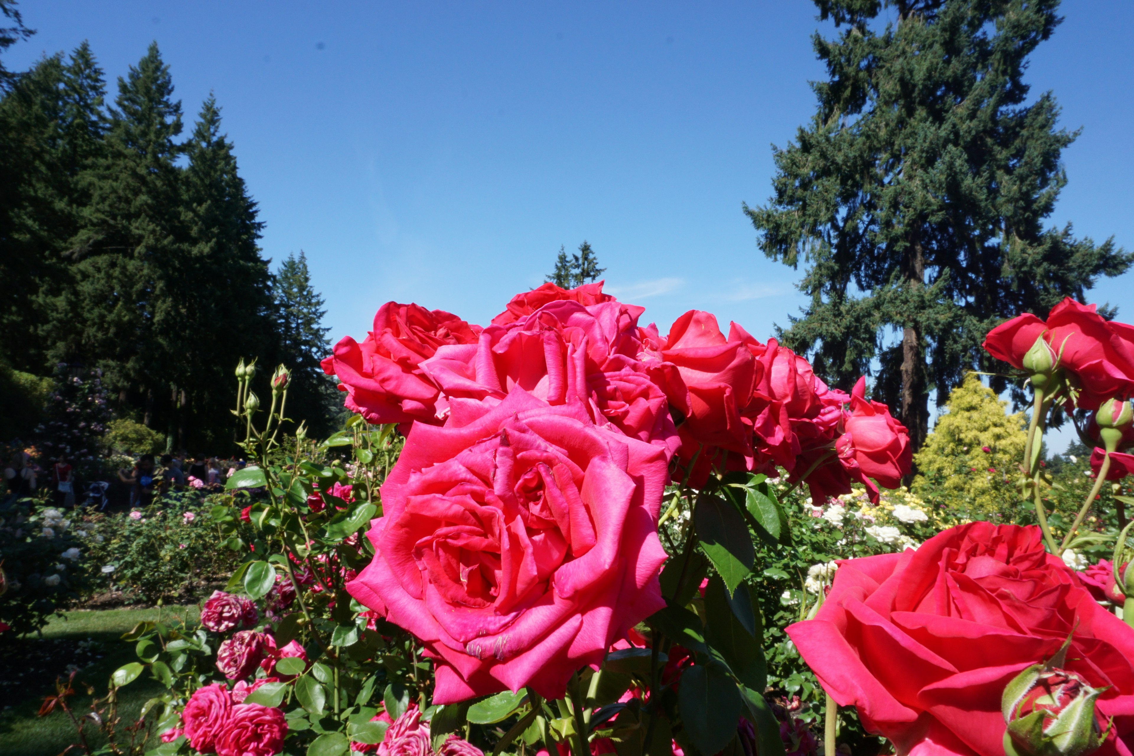 Roses roses vibrantes en fleurs dans un jardin