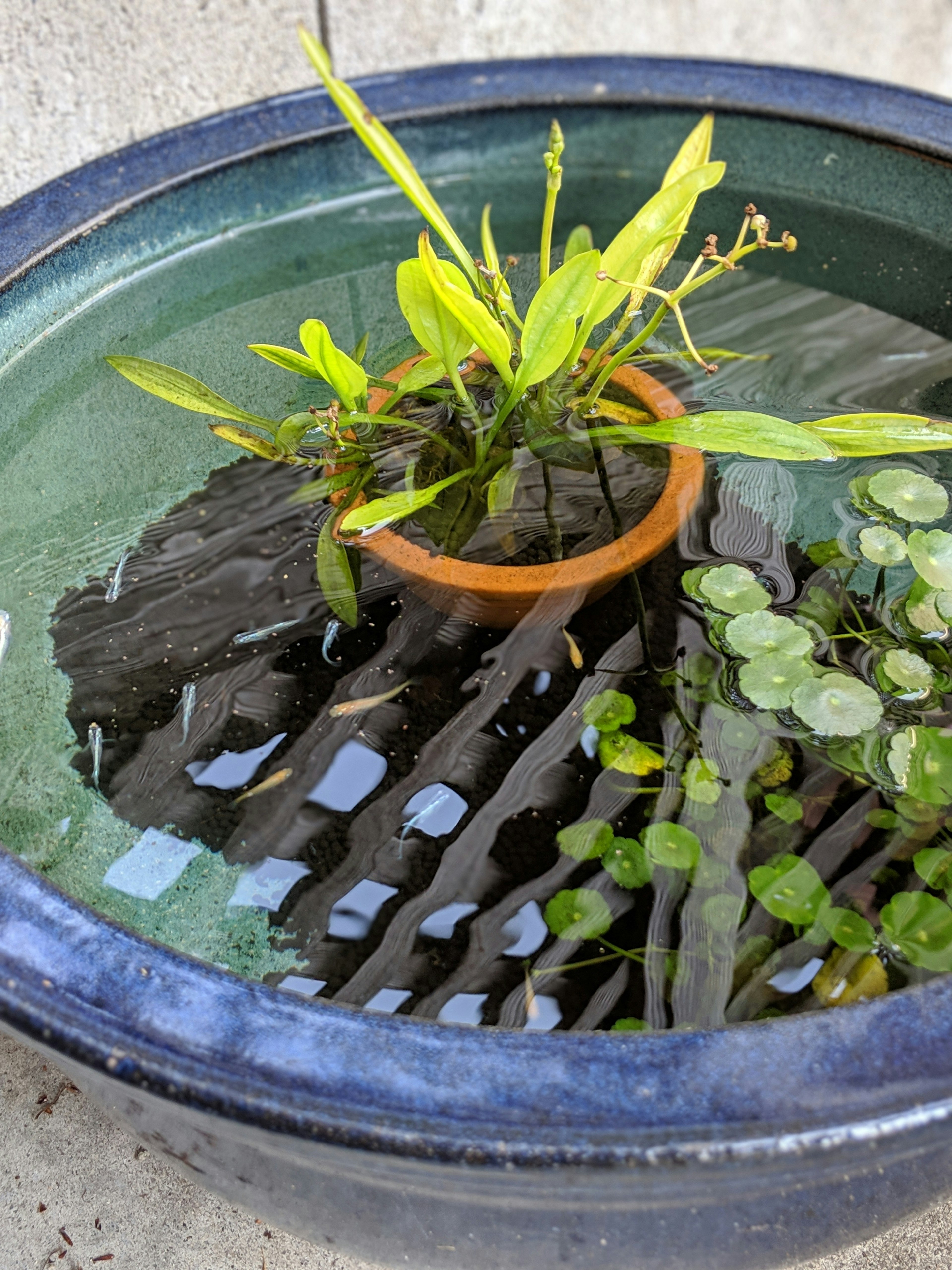 Maceta azul con agua y plantas acuáticas incluyendo hojas flotantes