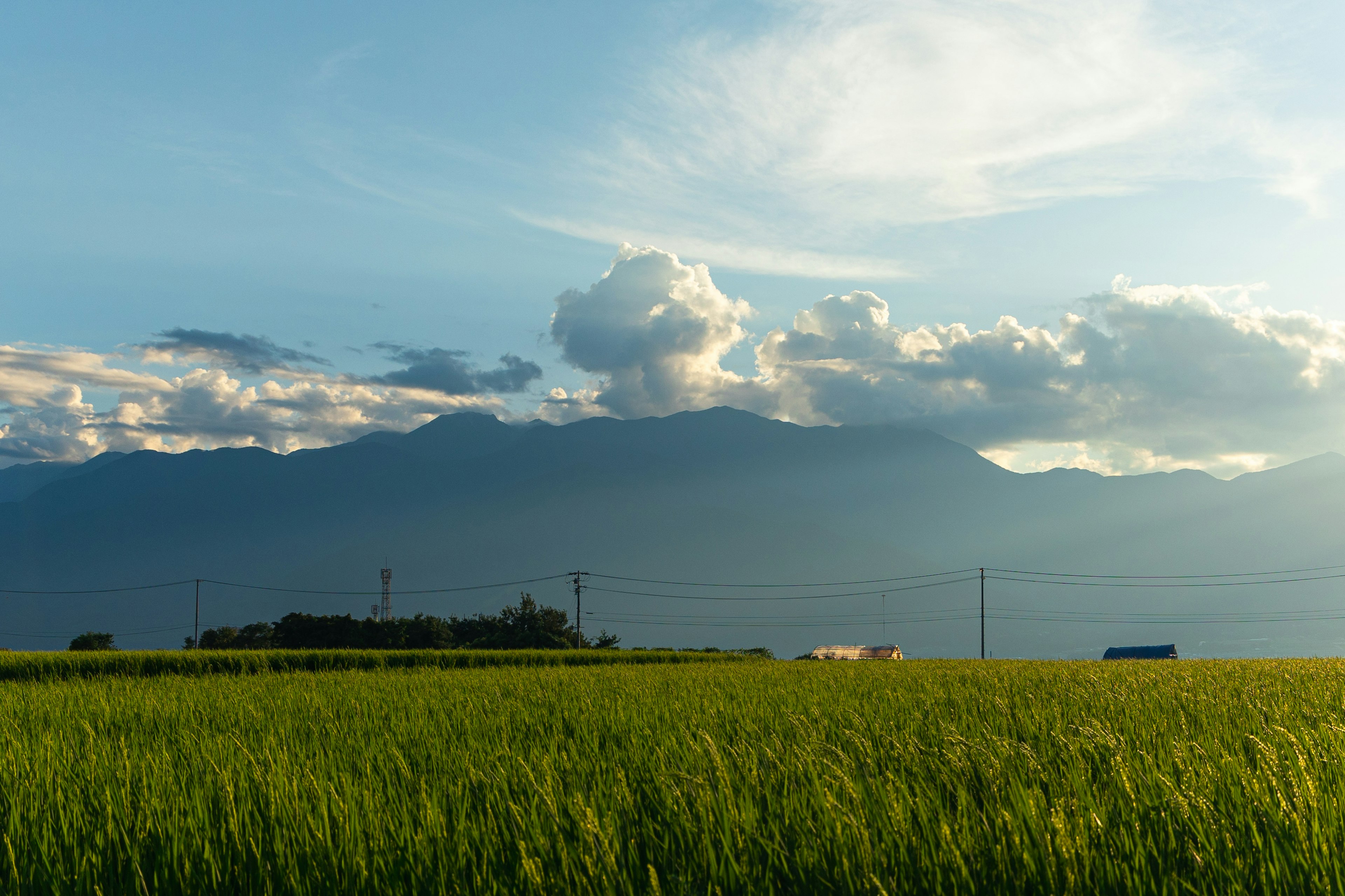 青々とした稲の田んぼと山々の風景