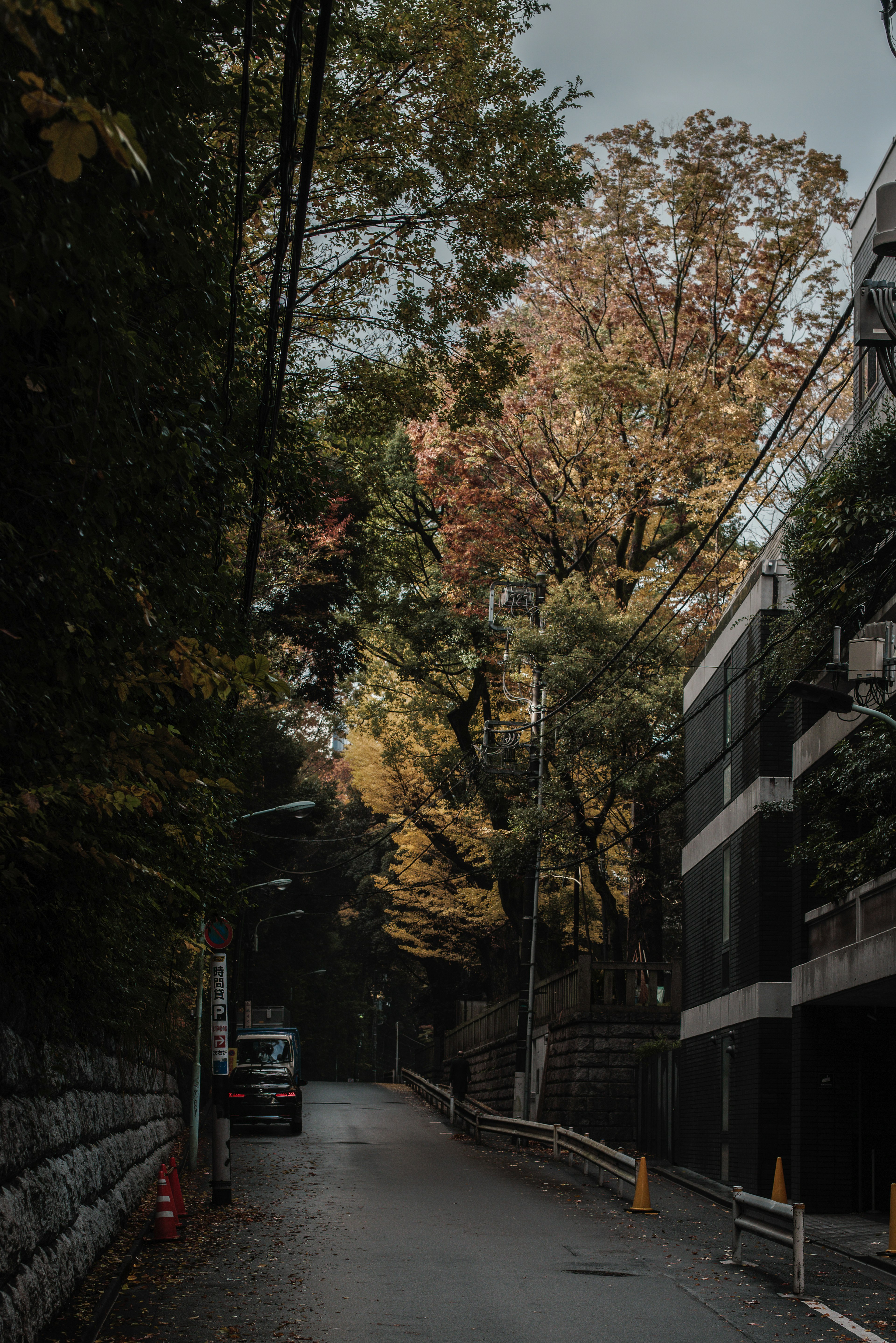 Ruhige Straßenszene mit Herbstbäumen, die die Straße säumen