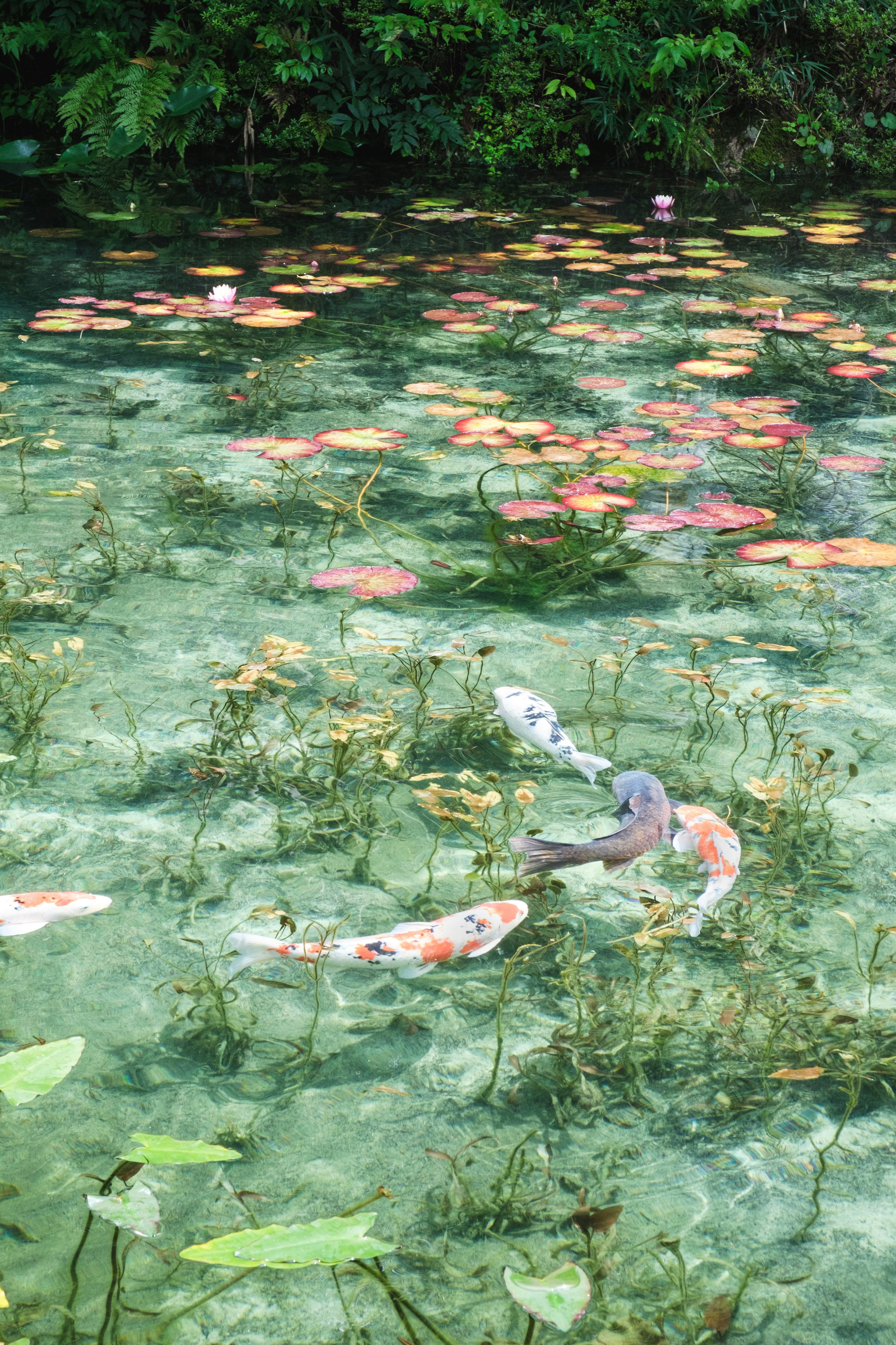 透明な水面に浮かぶ色とりどりの睡蓮と鯉の姿