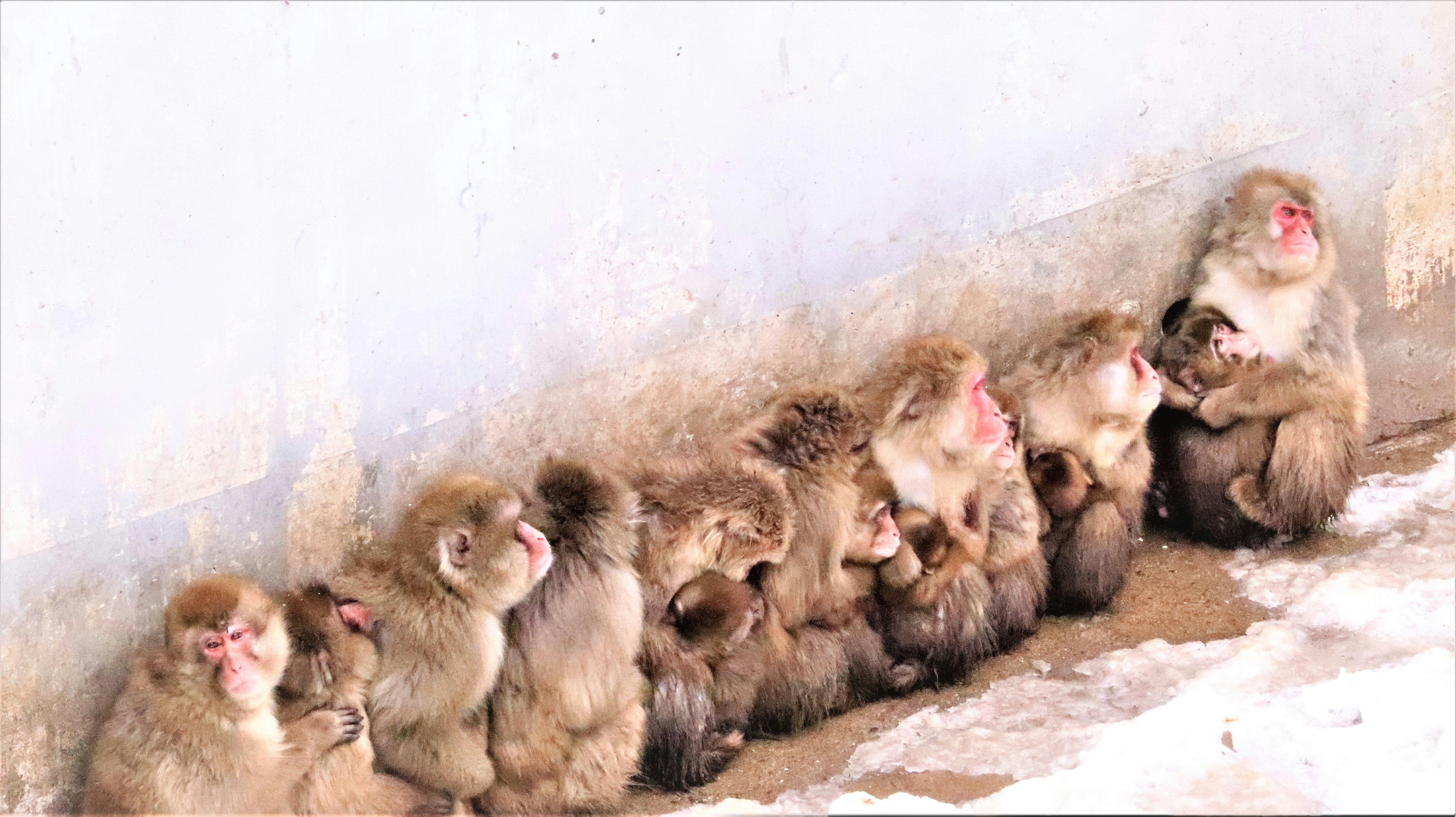 Eine Gruppe von Affen, die sich im Schnee zusammenkuscheln