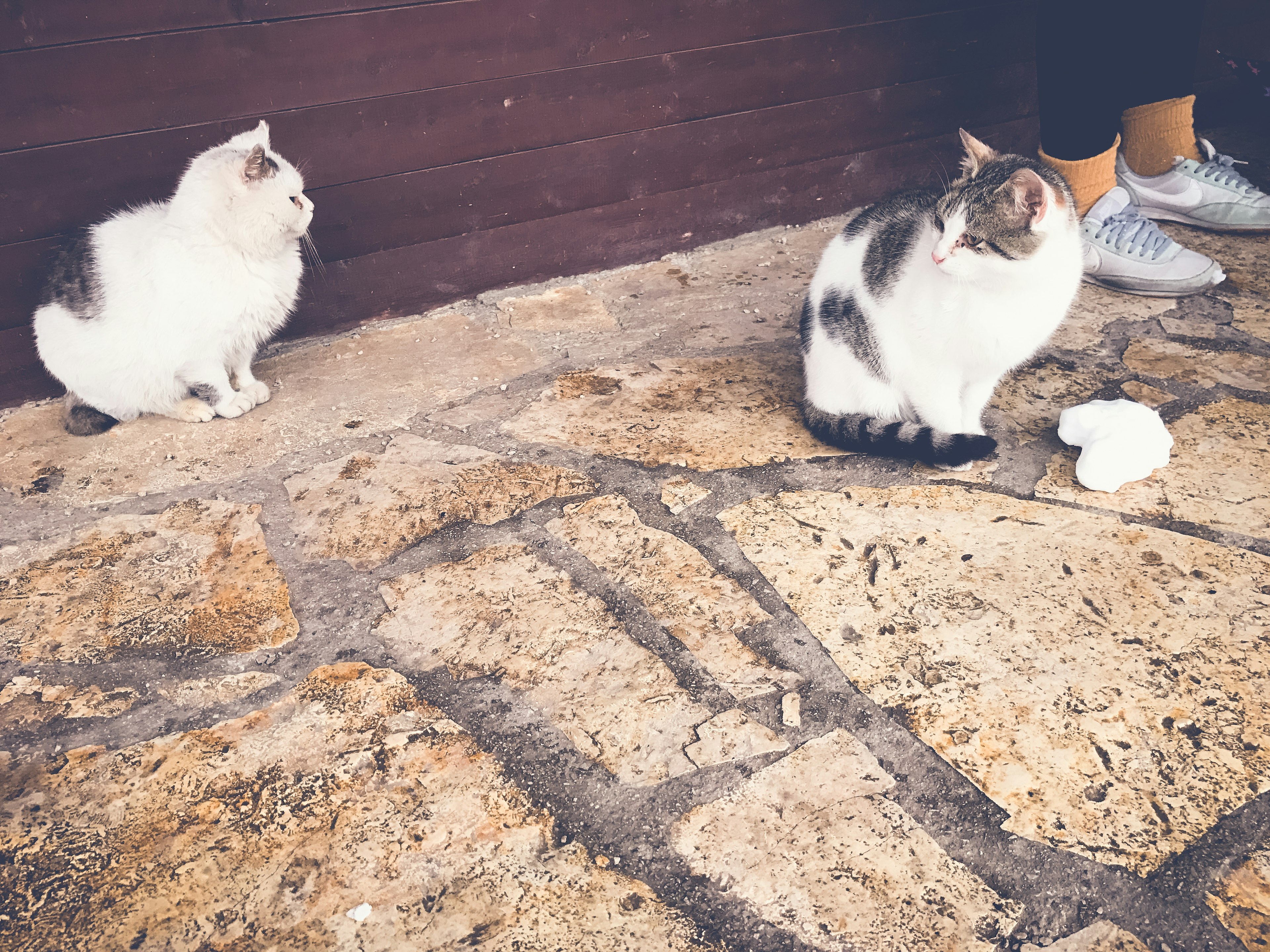 Dos gatos sentados en un pavimento de piedra