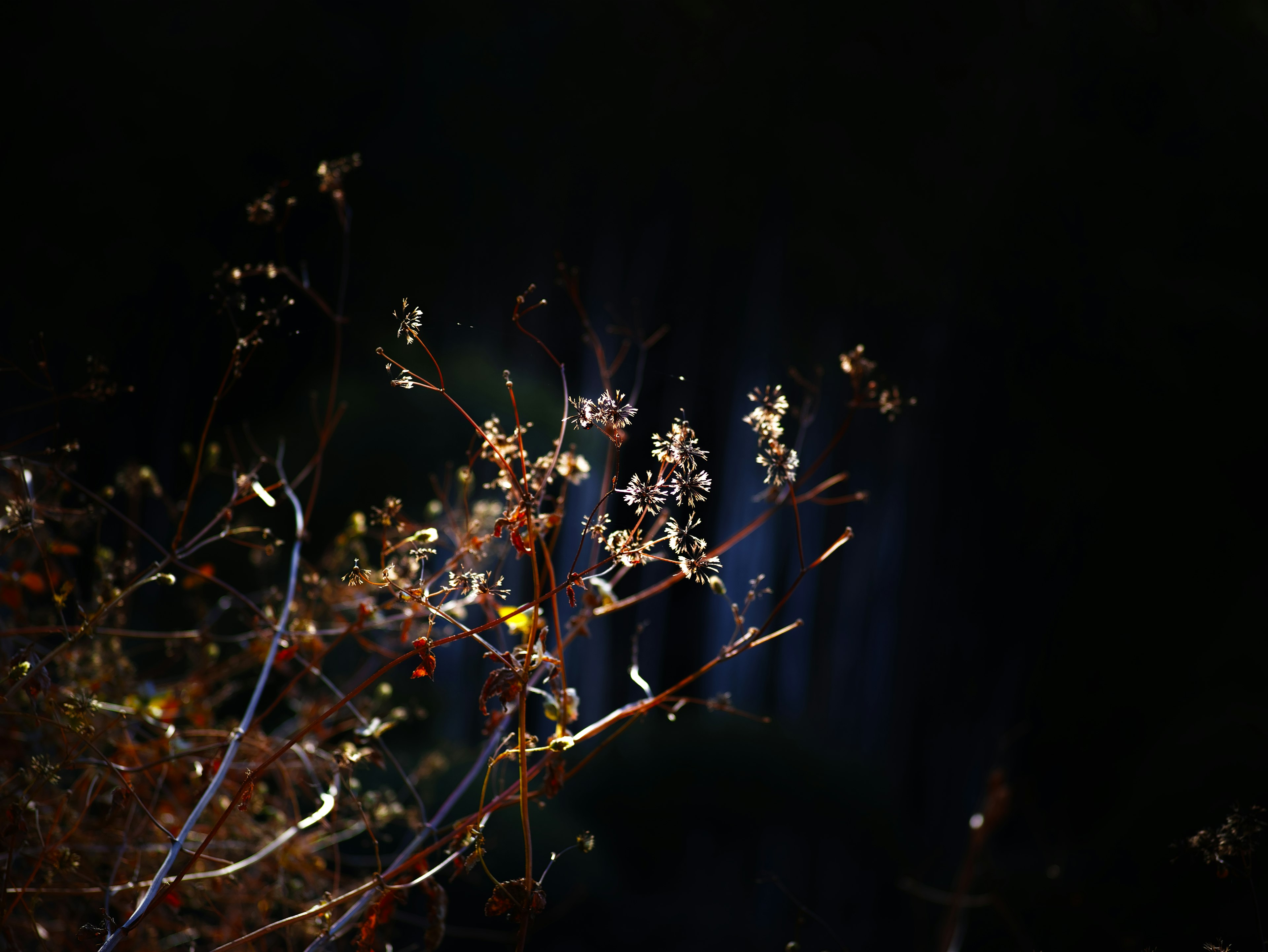 Glowing twigs and dried flowers against a dark background