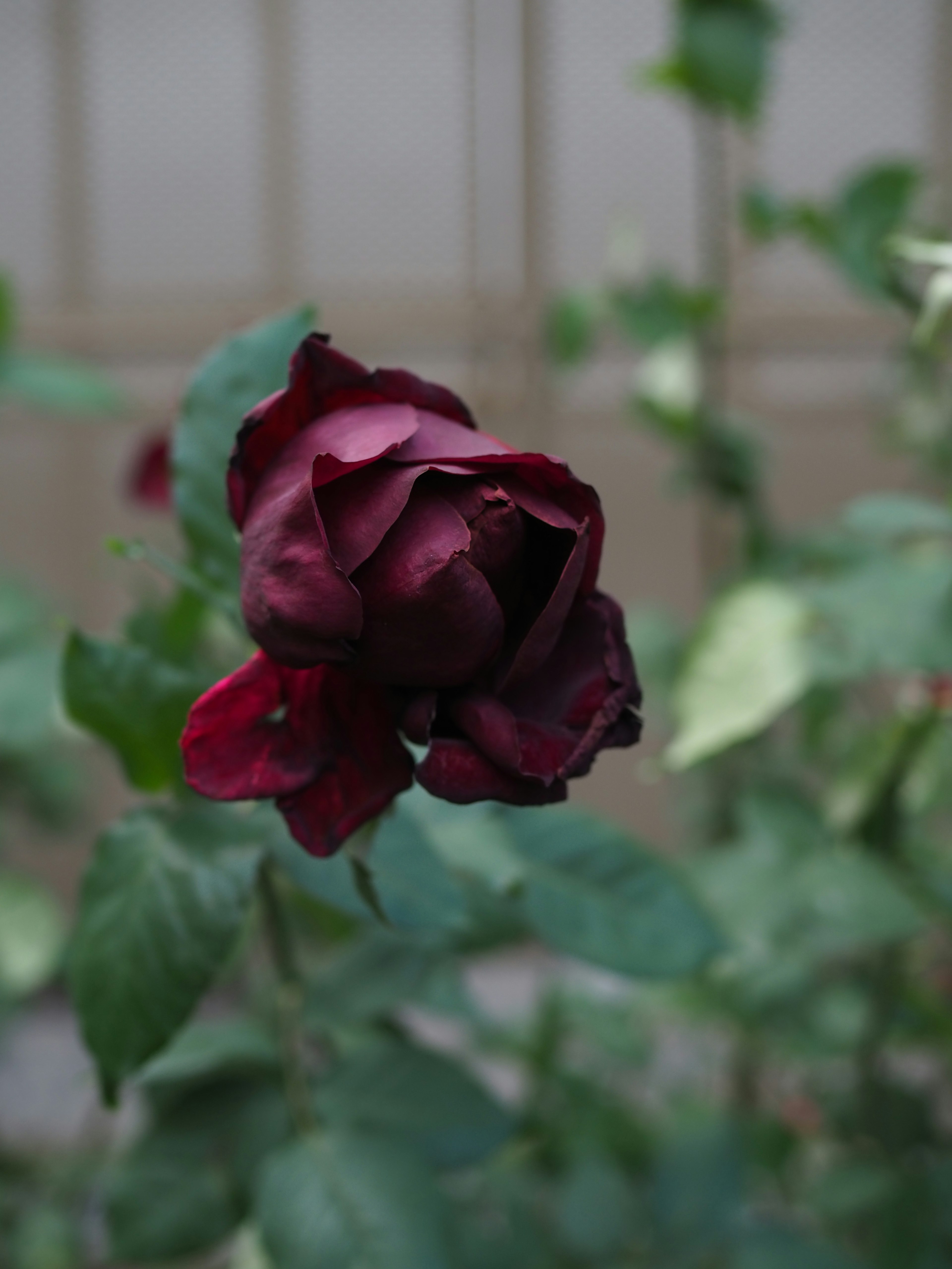 A deep red rose flower blooming among green leaves