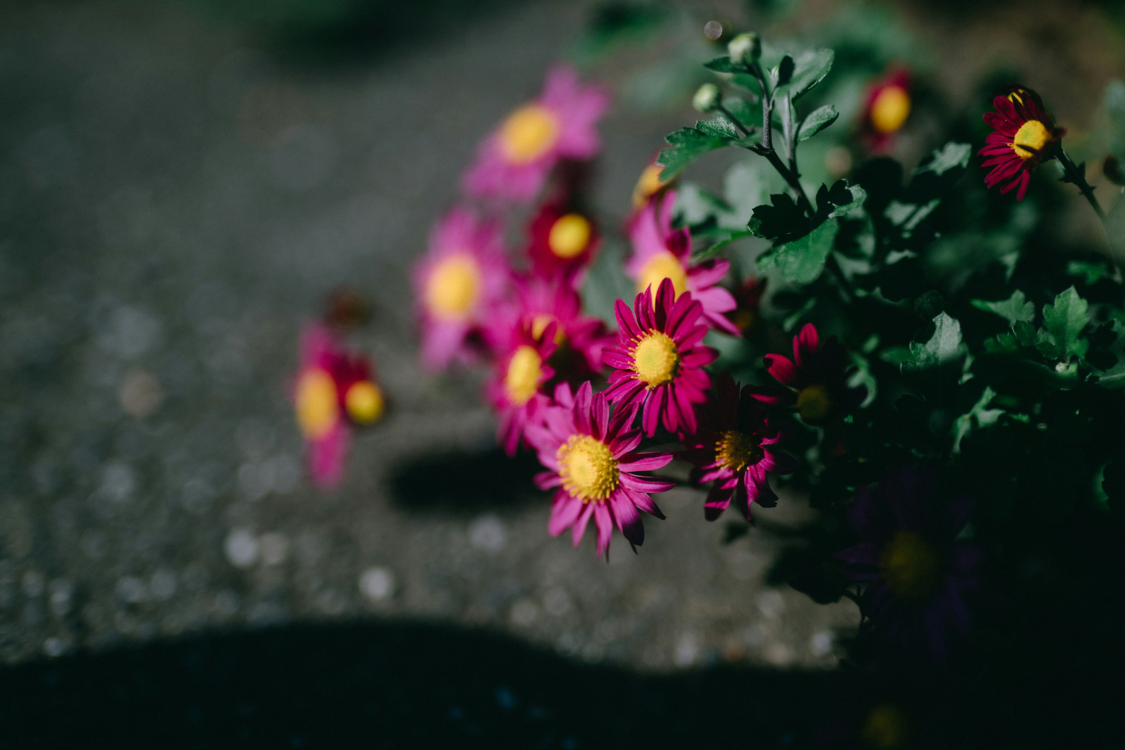 Primer plano de una planta con flores moradas y amarillas