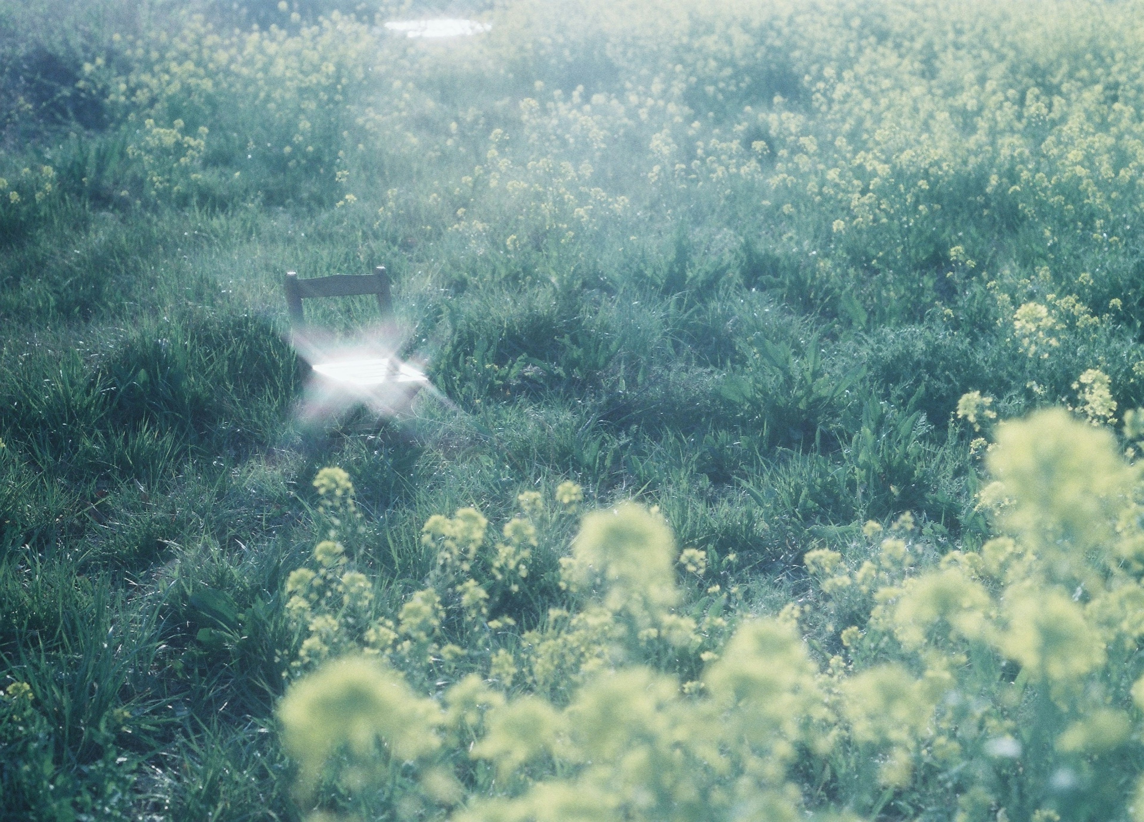 A green meadow with yellow flowers and a sprinkler watering the area