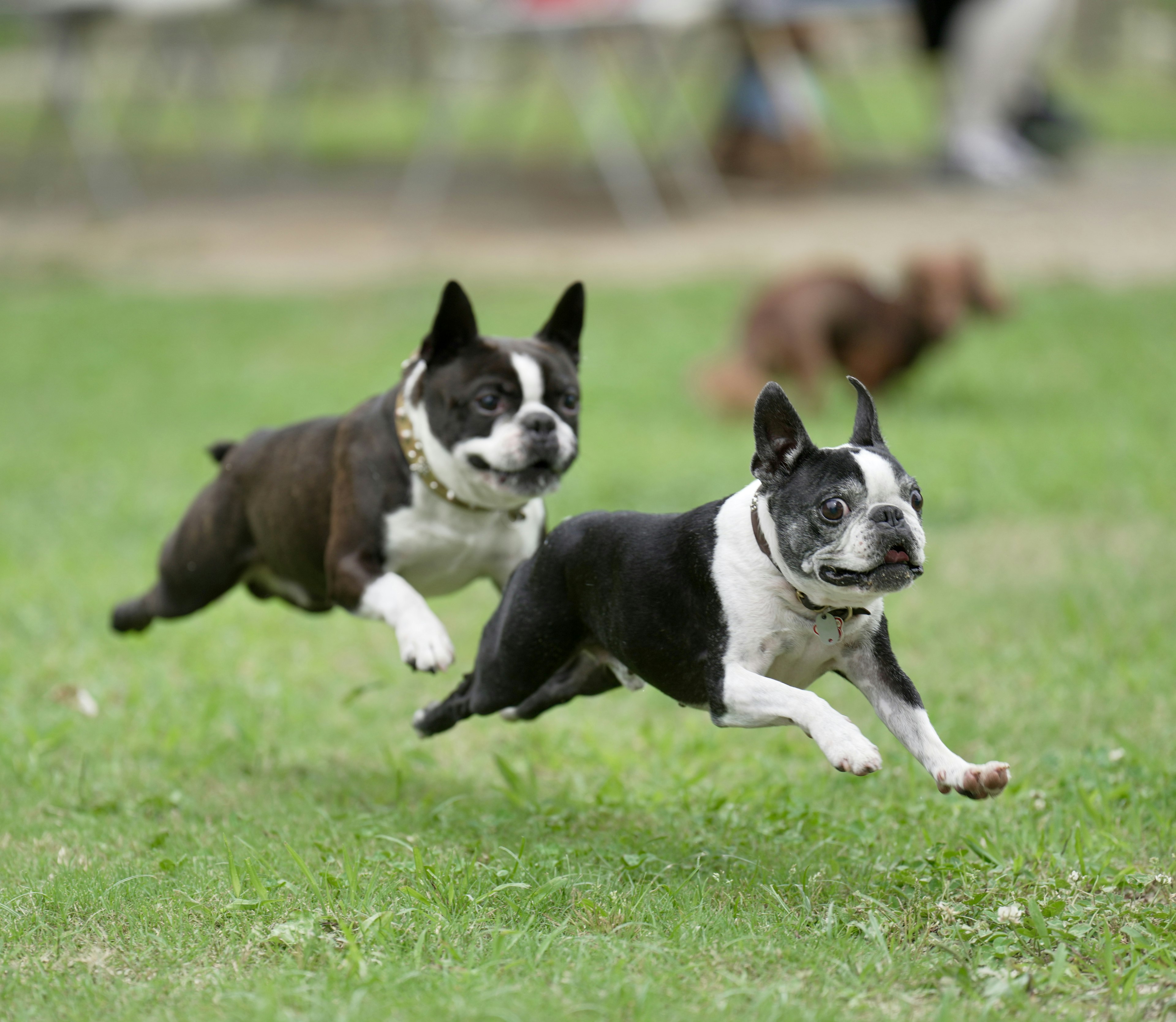 Dua Boston Terrier berlari dengan gembira di atas rumput di taman