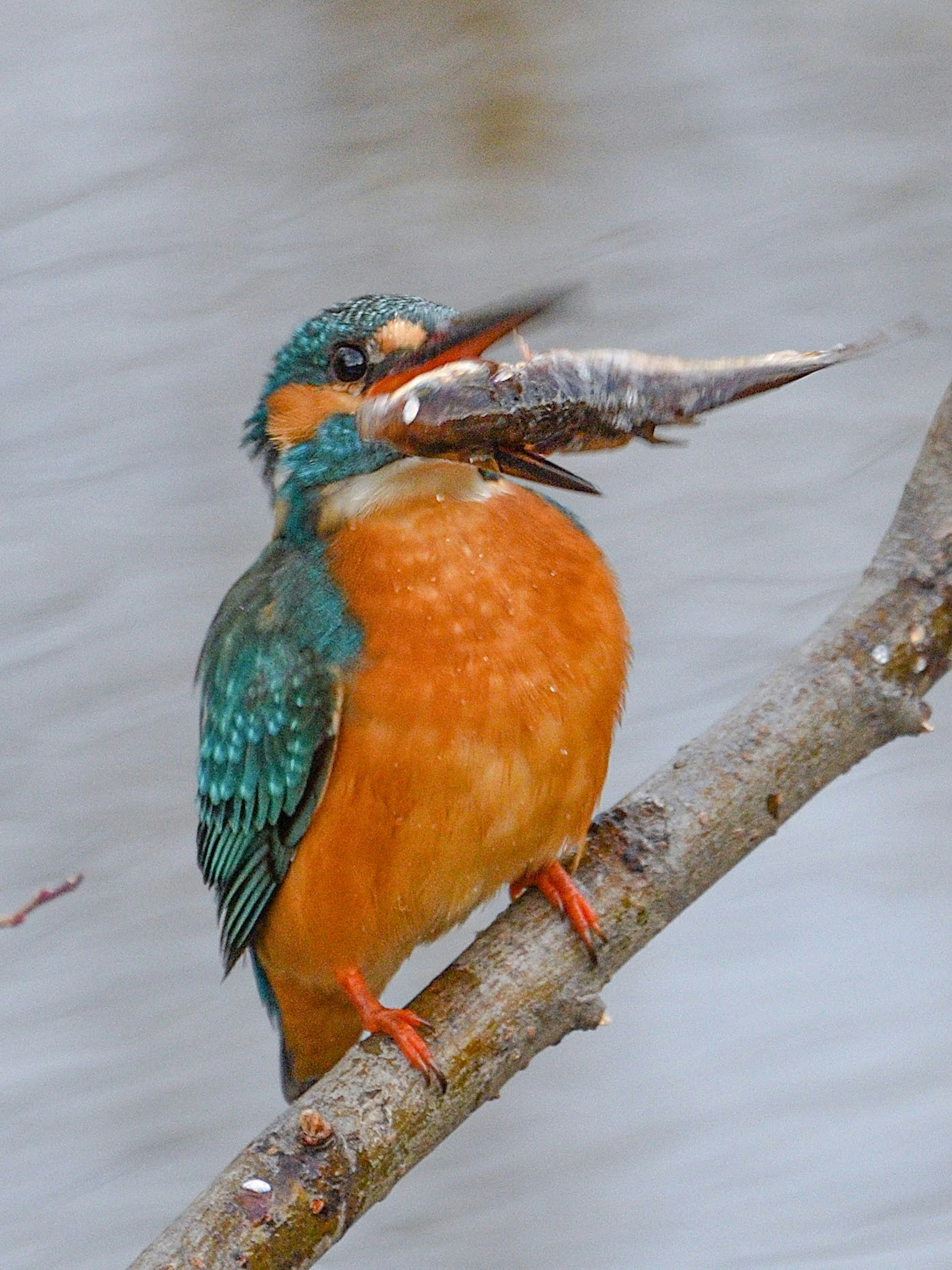 A vibrant kingfisher holding a fish in its beak