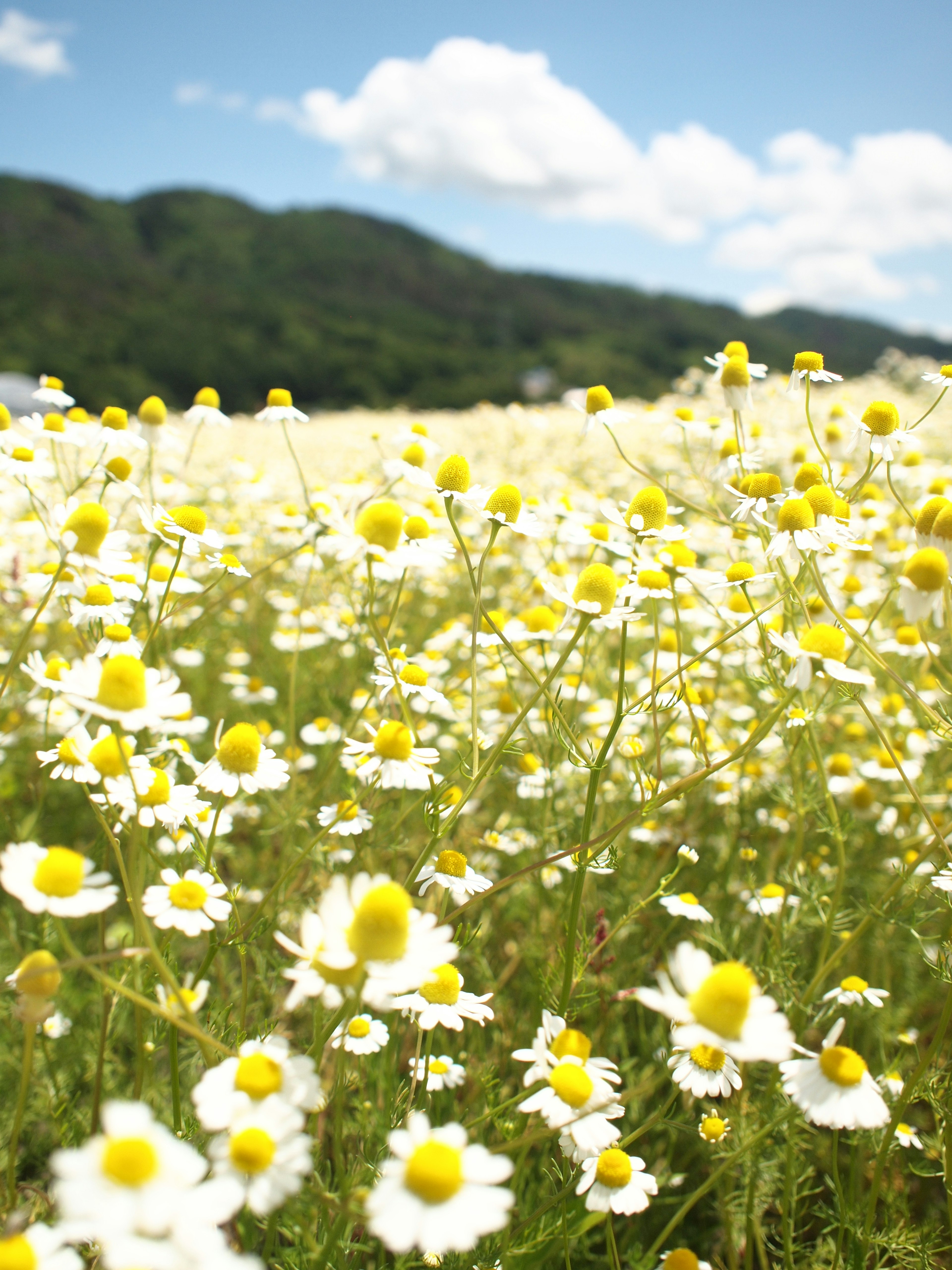 A field of yellow flowers under a blue sky