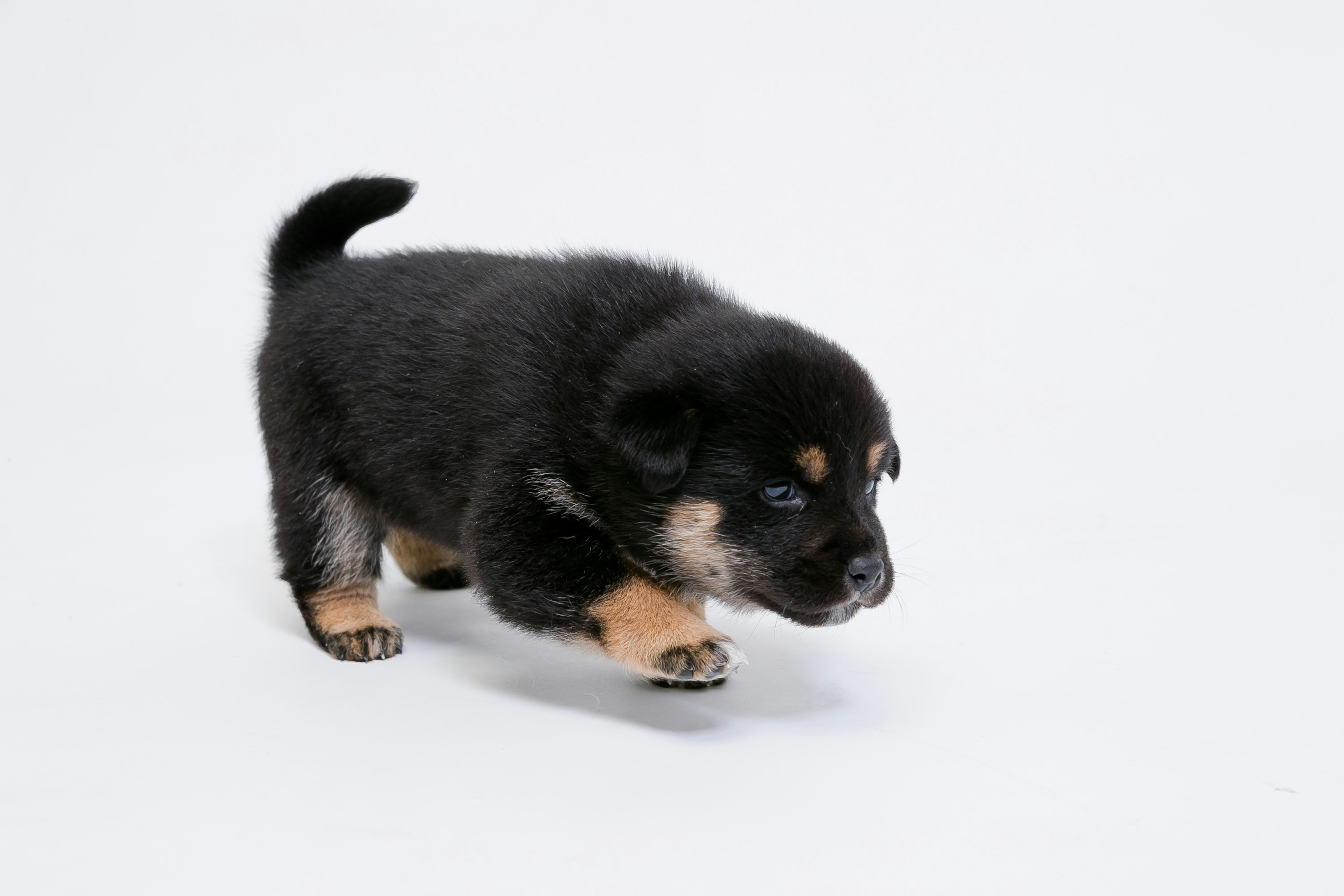 Anak anjing Shiba Inu hitam berjalan