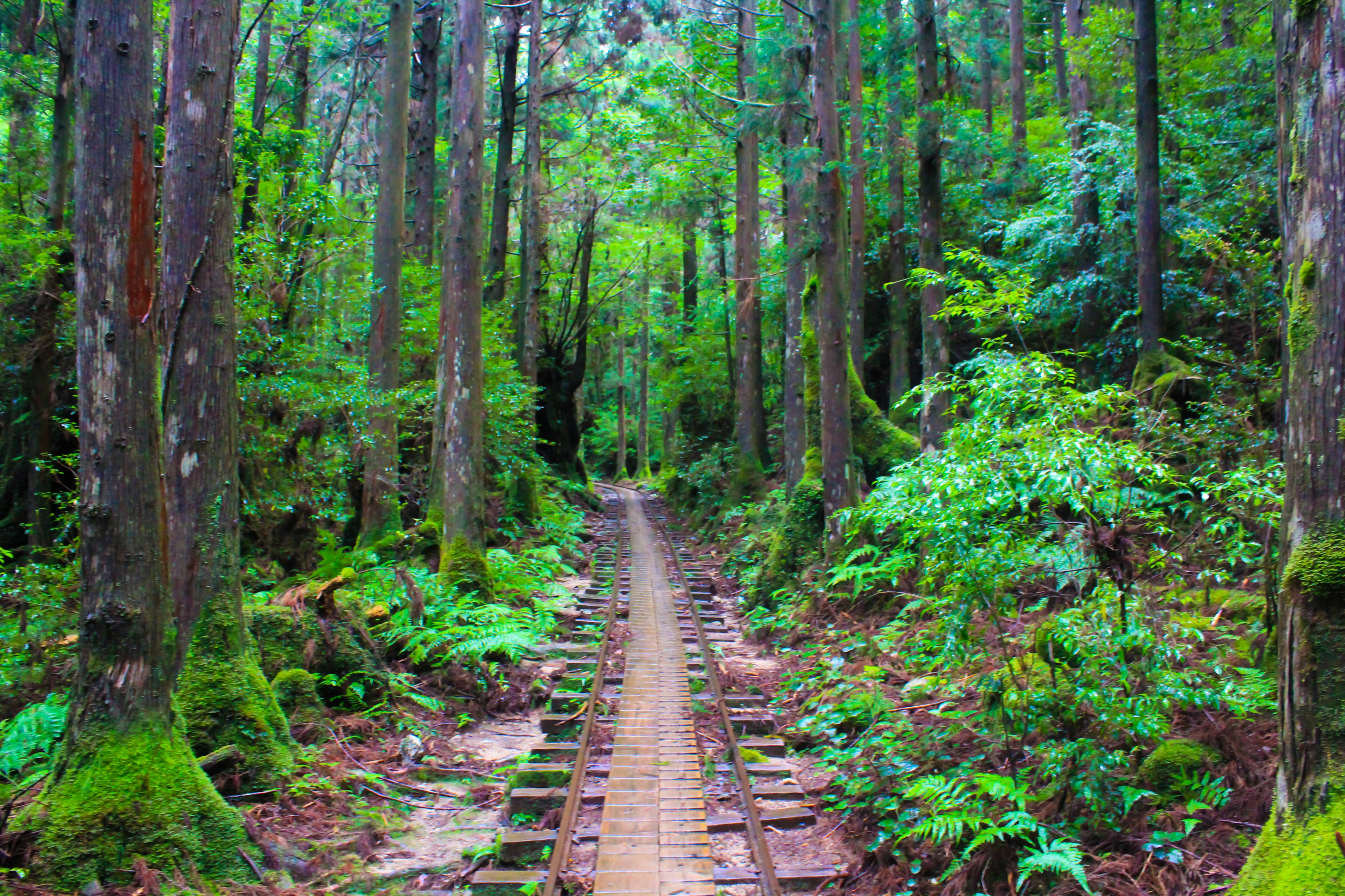 Lush forest path with dense greenery and towering trees