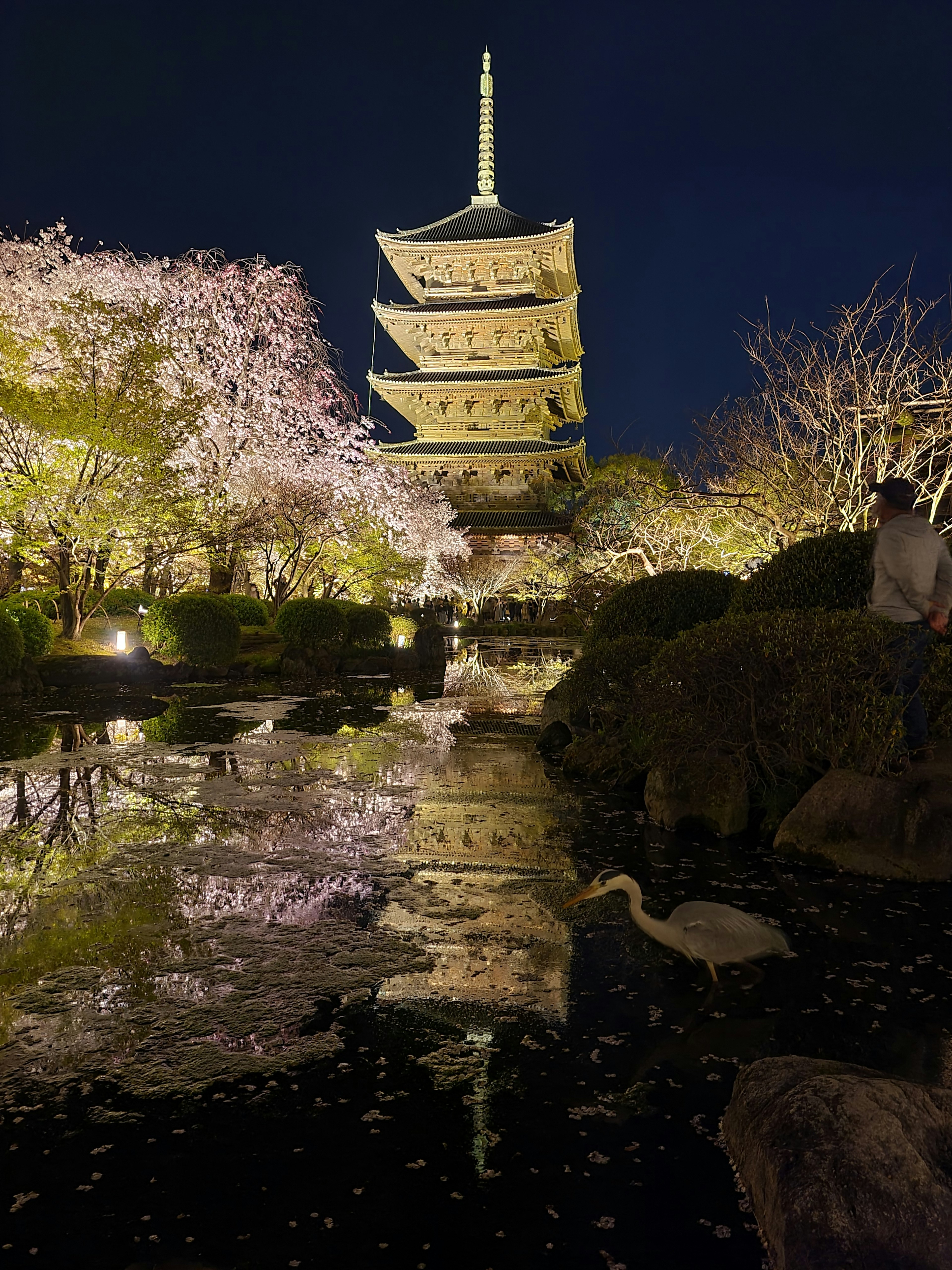 Hermosa vista de una pagoda junto a un estanque con cerezos en flor por la noche