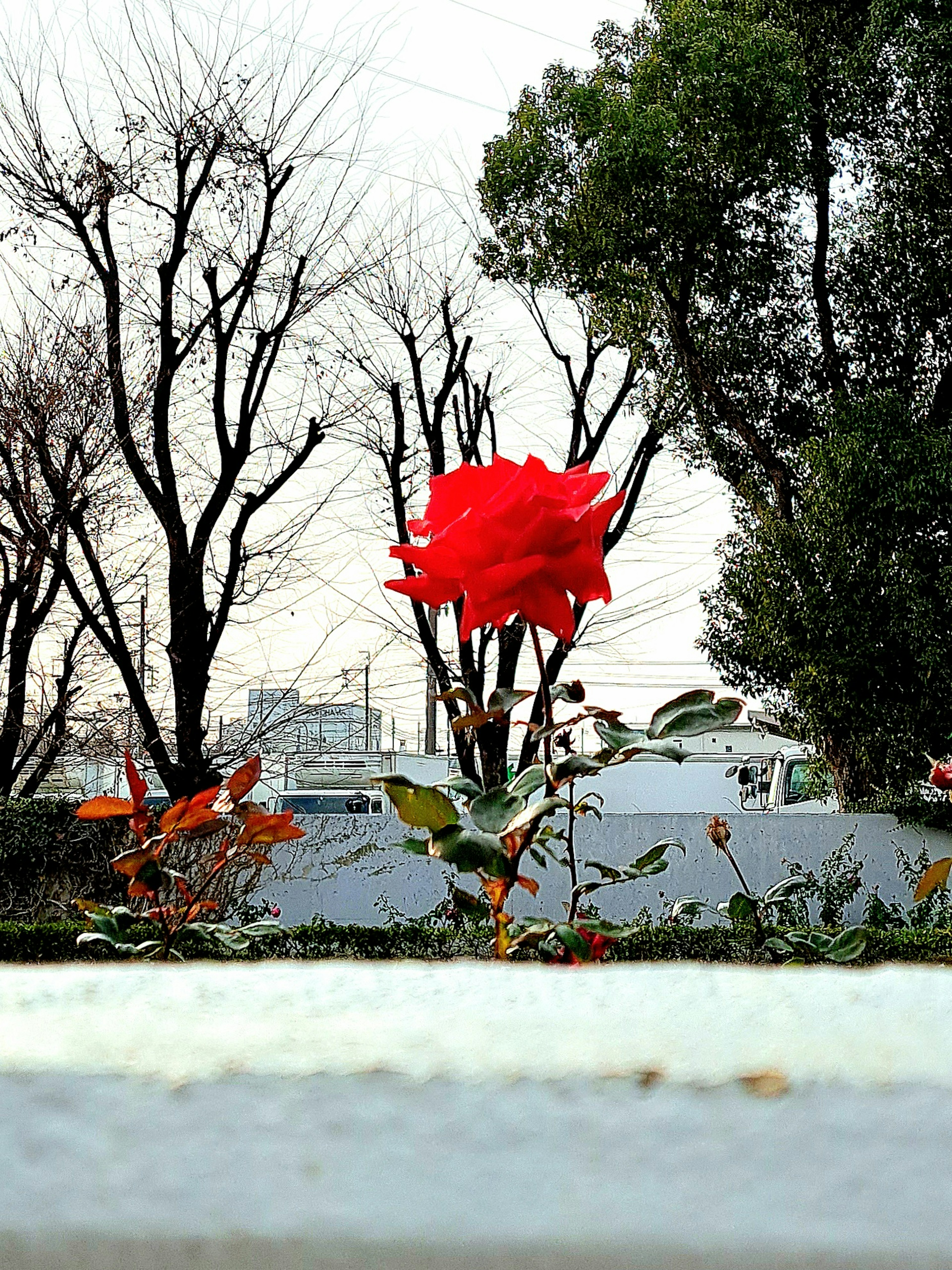 Una foto di una rosa rossa in fiore in un giardino