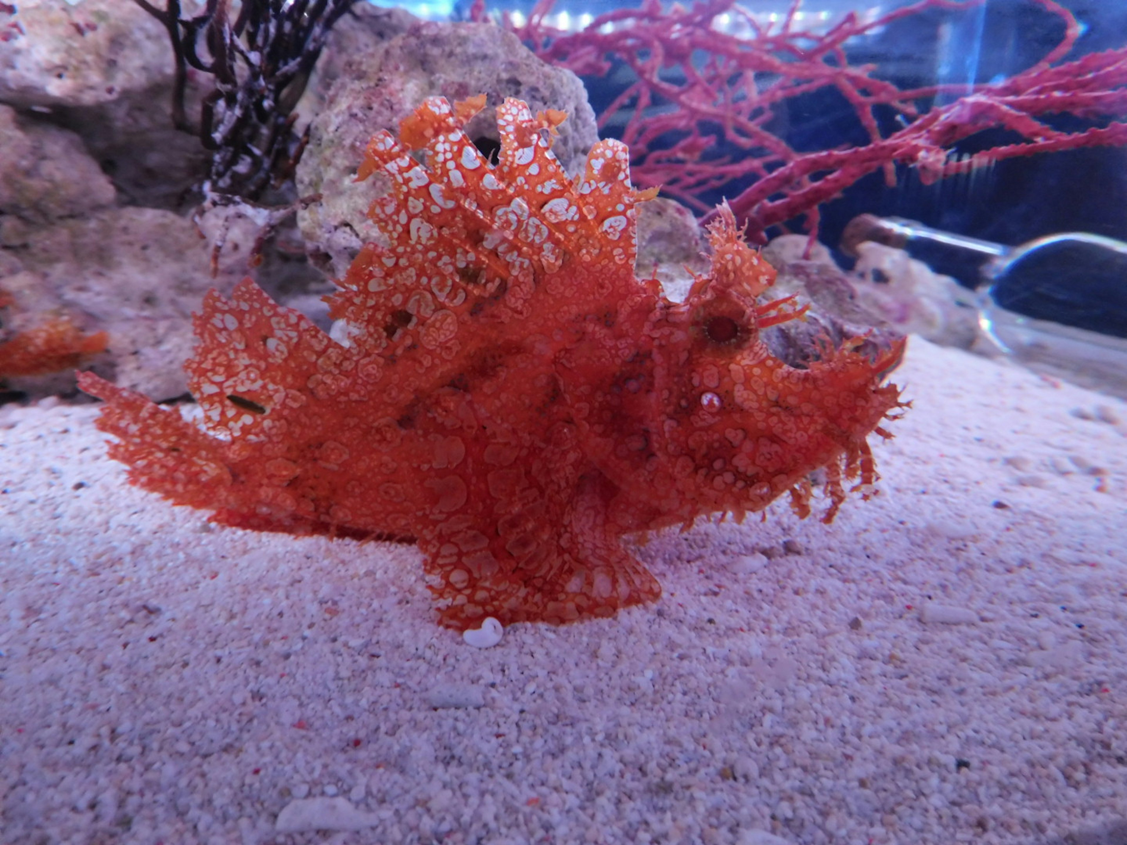 An orange leafy fish resting on the sand in an aquarium