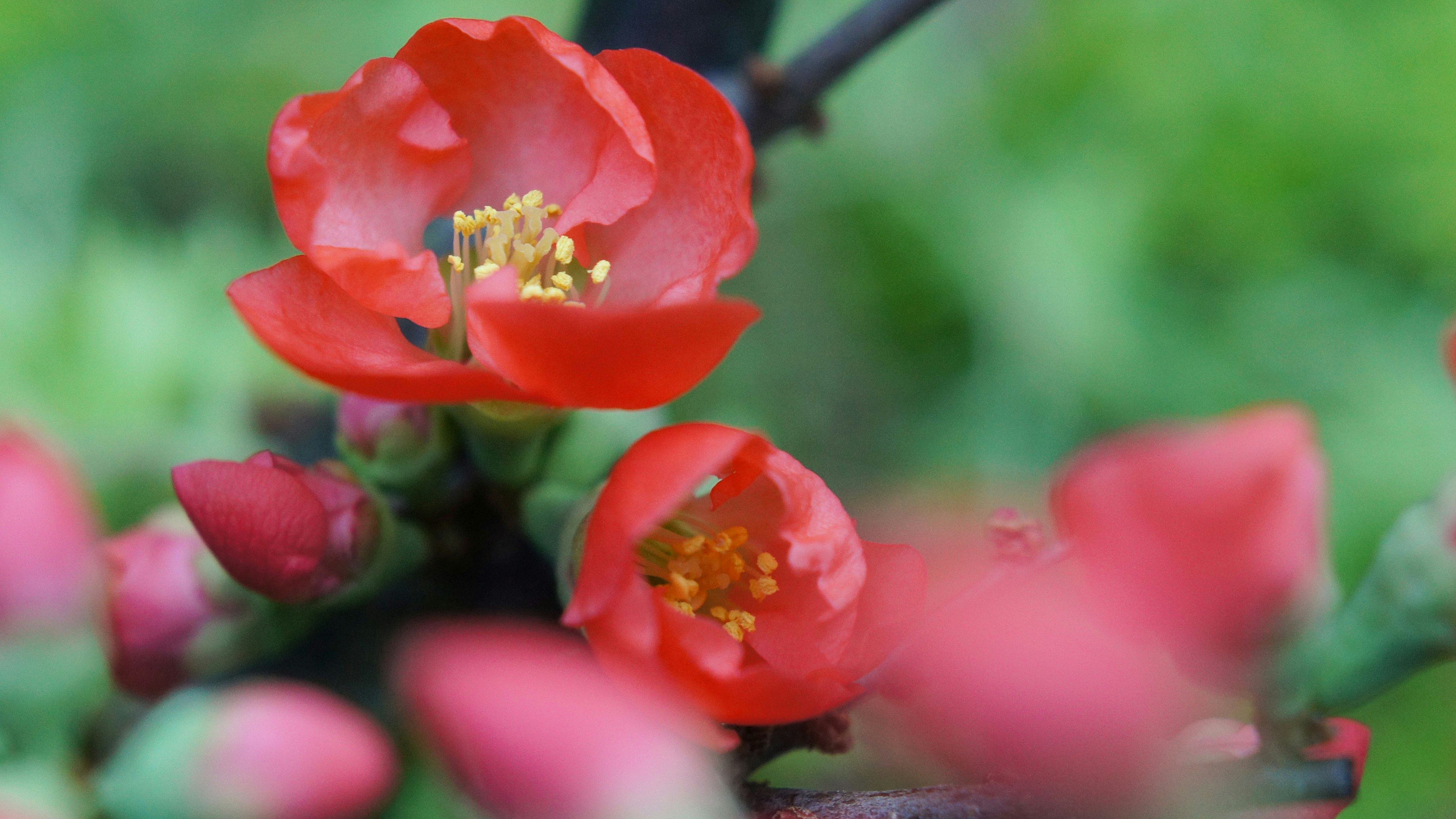 Primo piano di fiori rossi che fioriscono su una pianta con sfondo verde