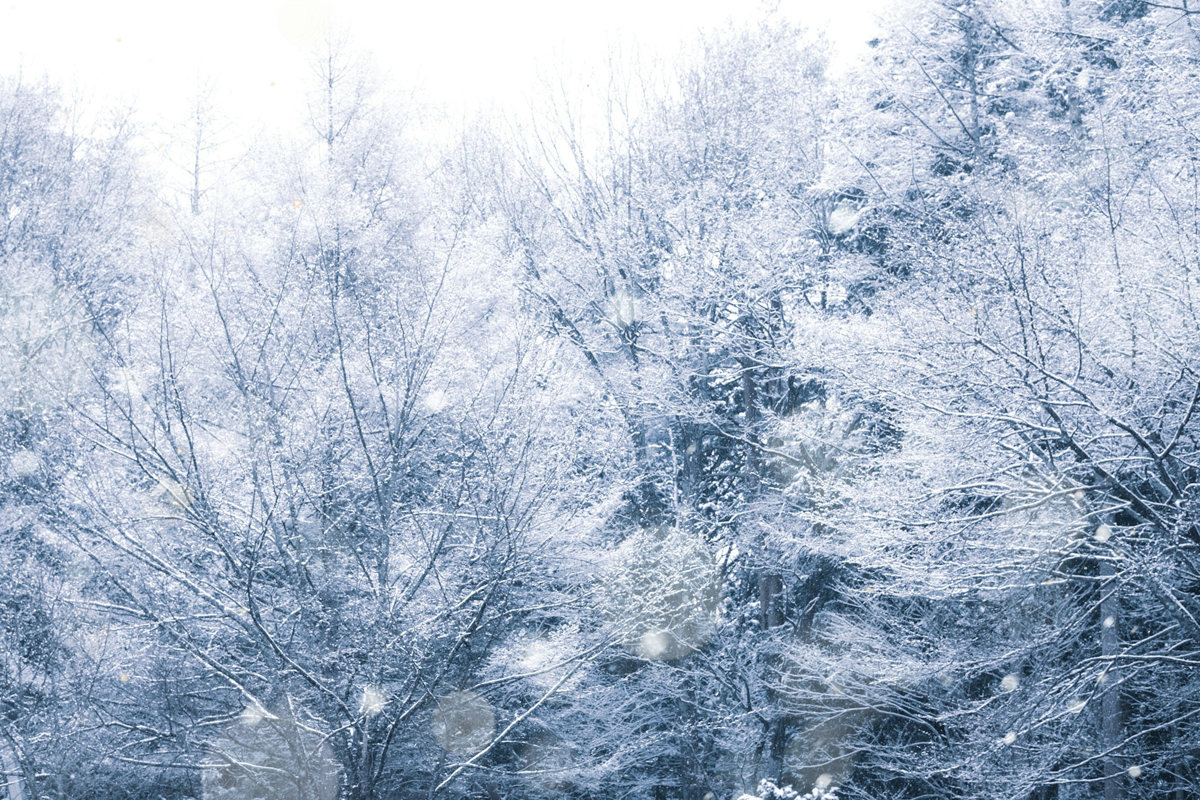 雪に覆われた木々の冬の風景