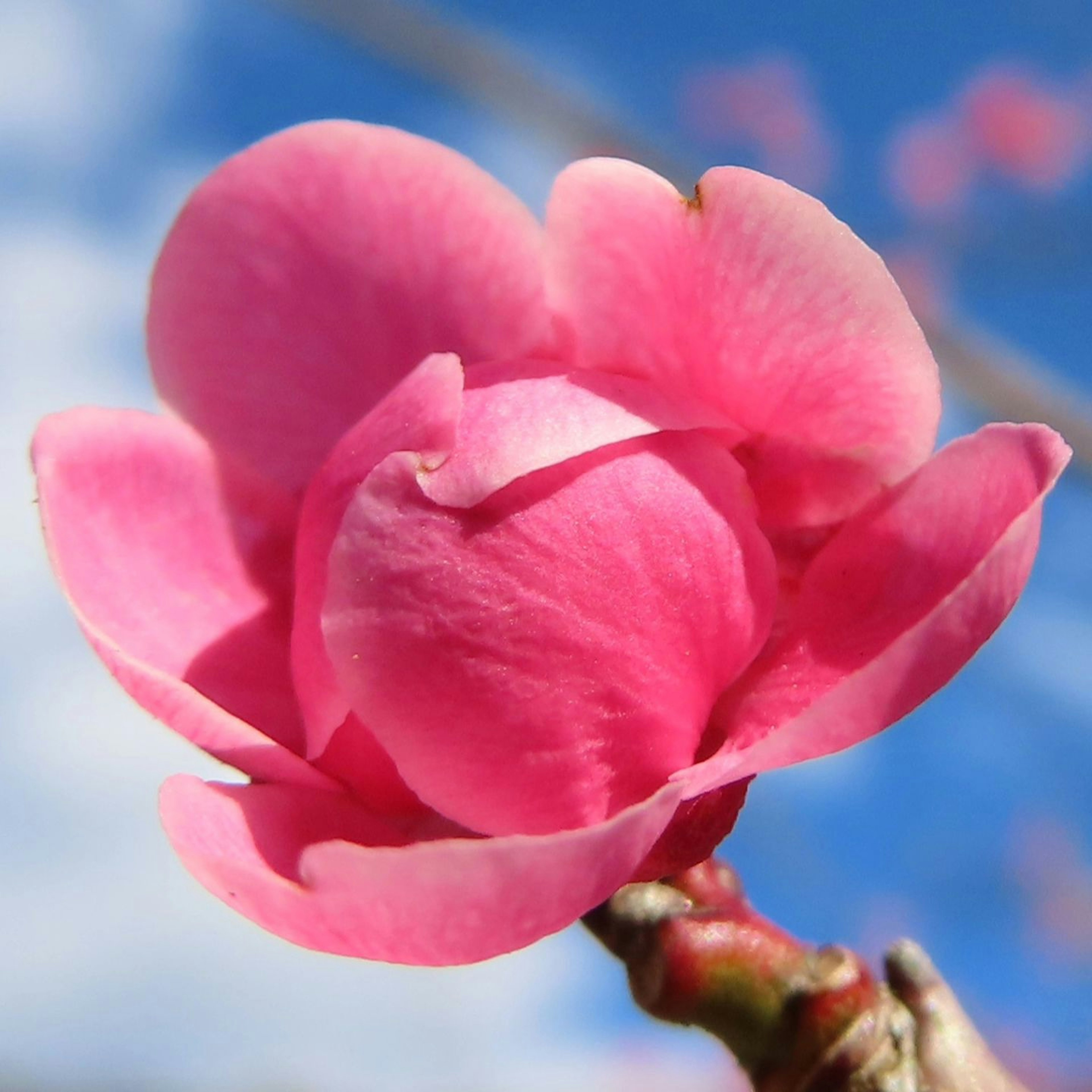 Vibrant pink flower blooming against a bright blue sky