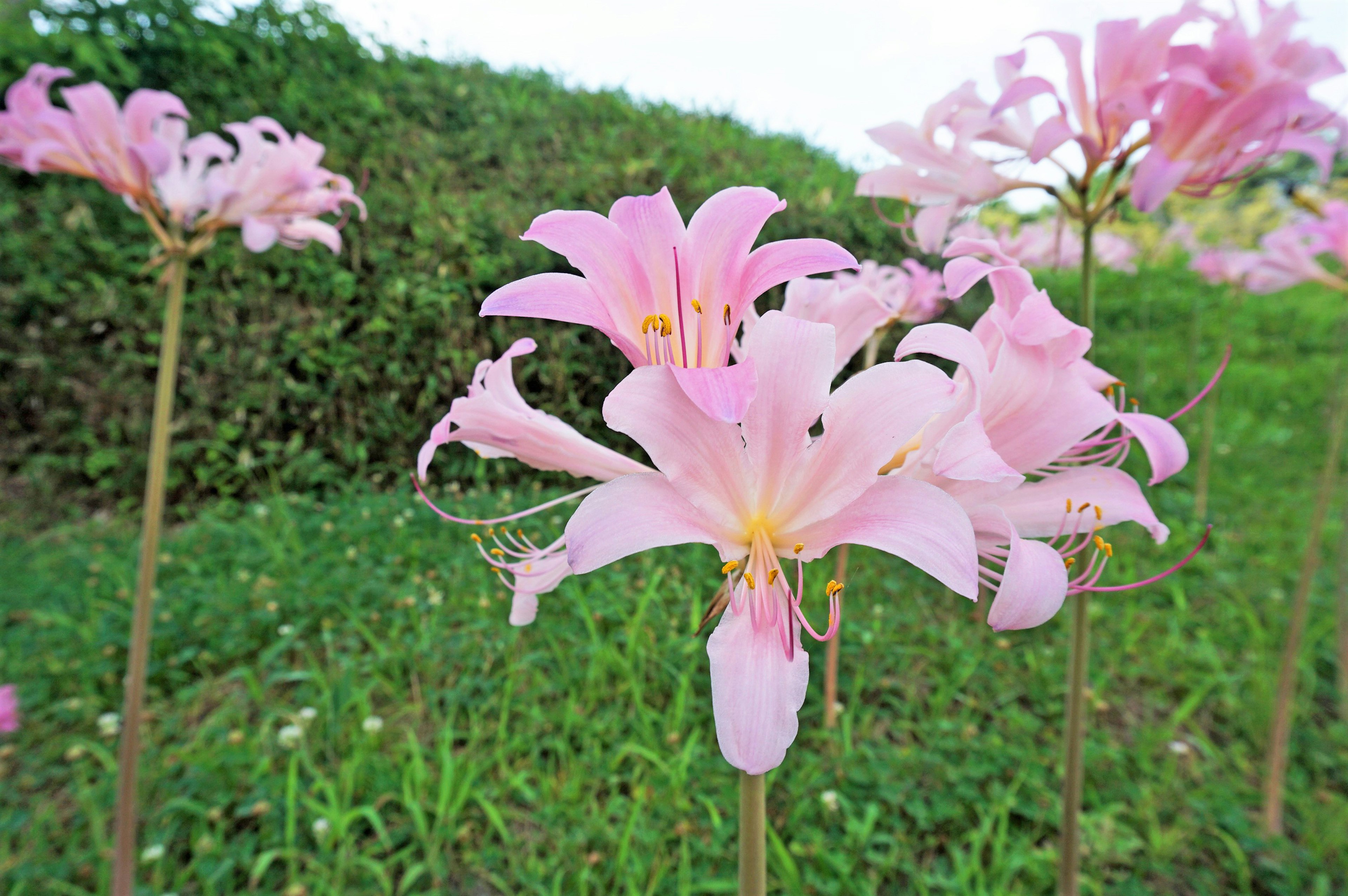 Bunga pink yang indah mekar di ladang hijau