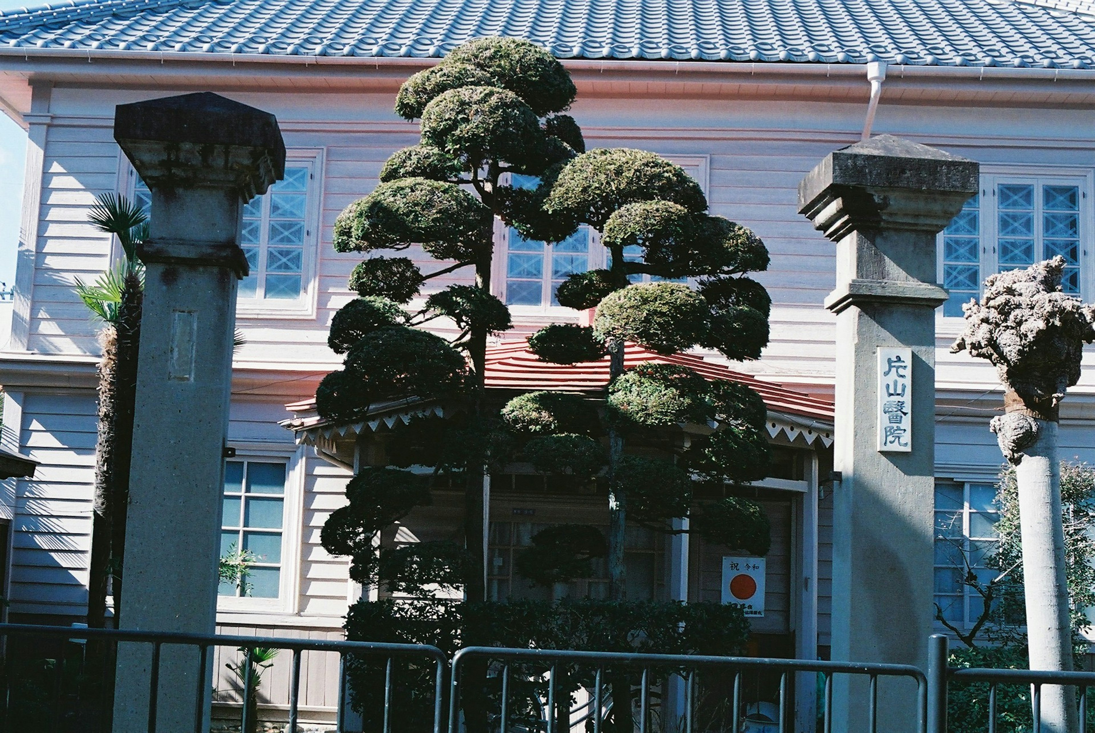 Bonsaï à la forme unique devant un bâtiment avec des colonnes