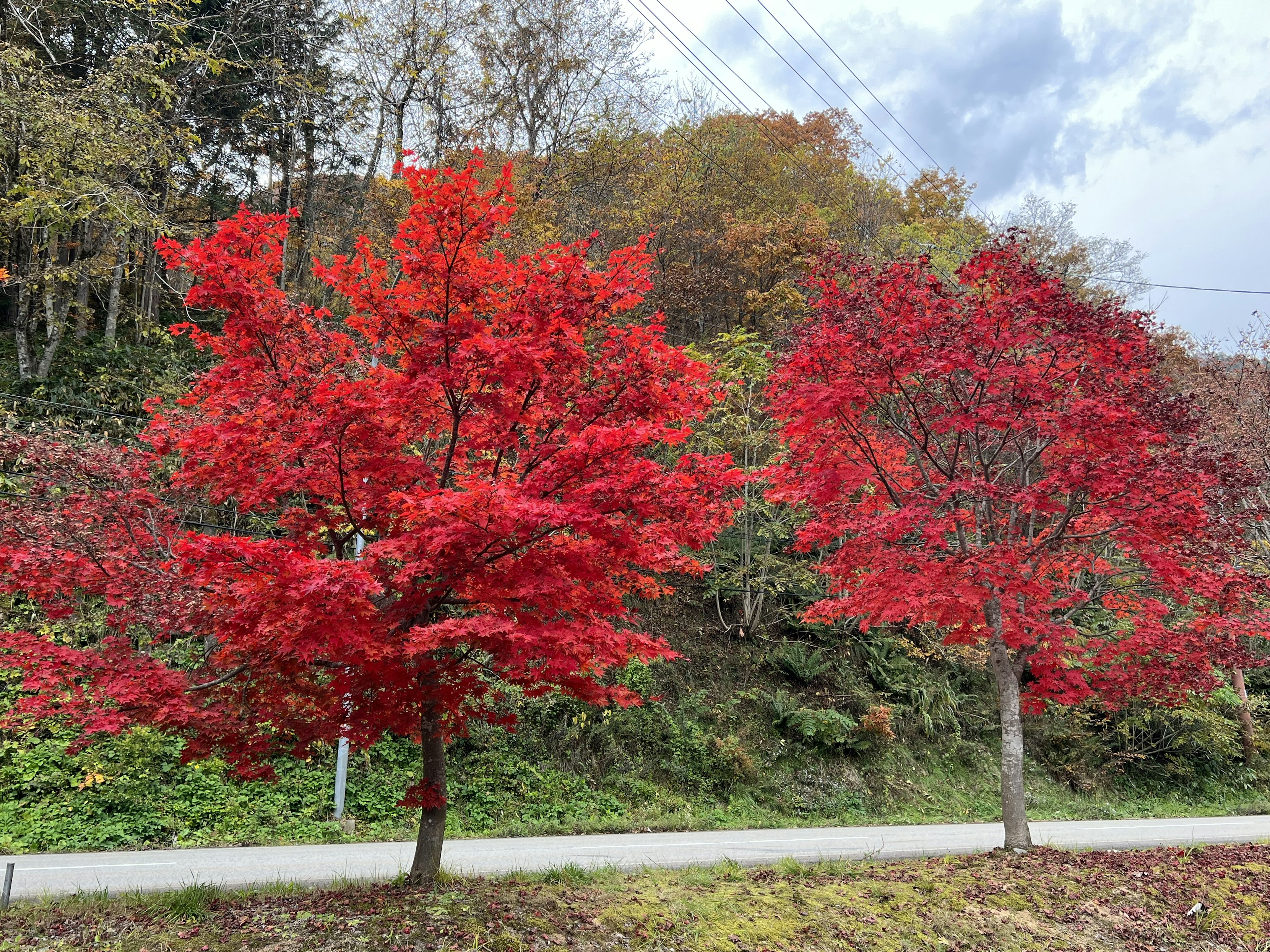 Vibrant red-leaved trees lining a pathway