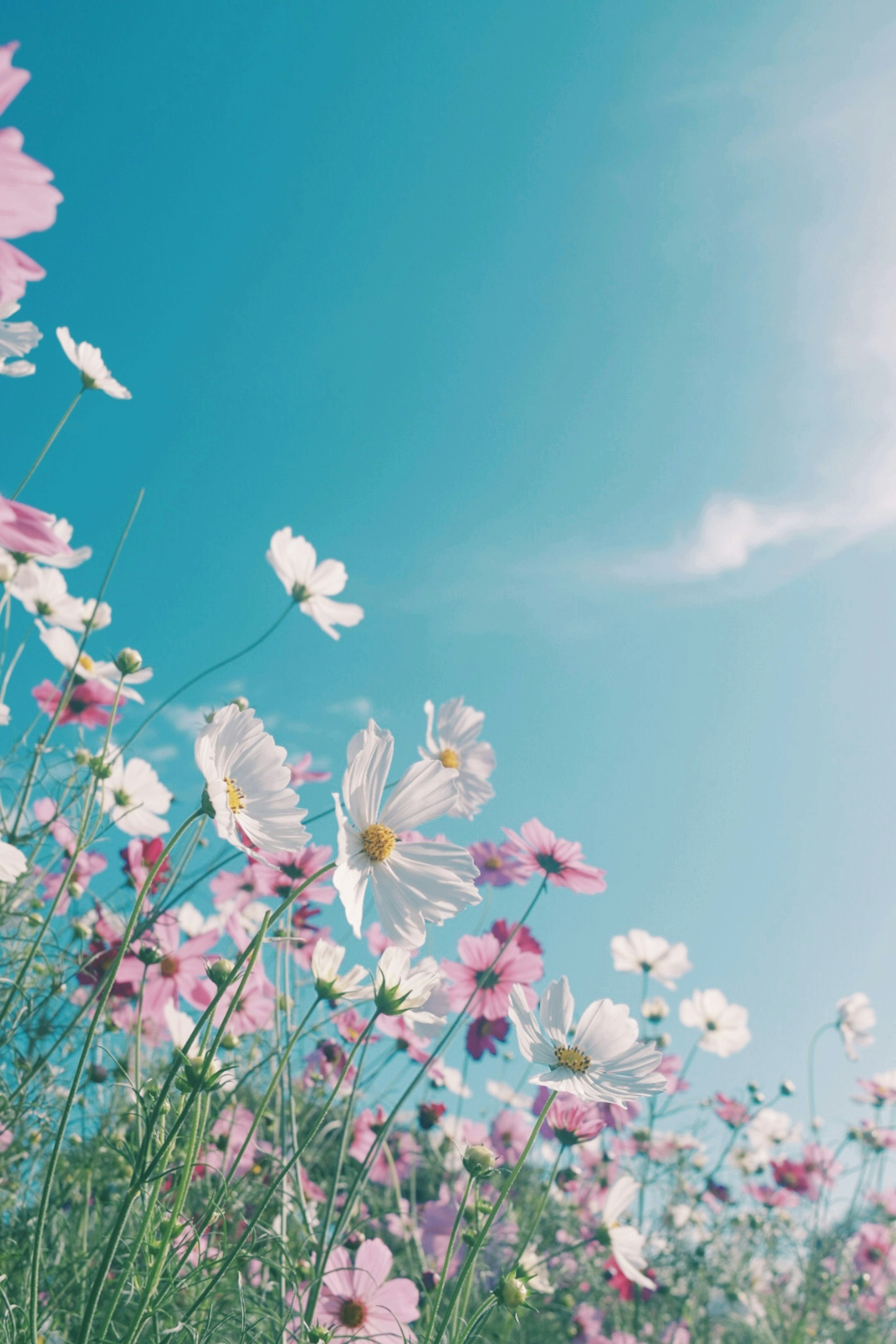 Flores coloridas floreciendo bajo un cielo azul