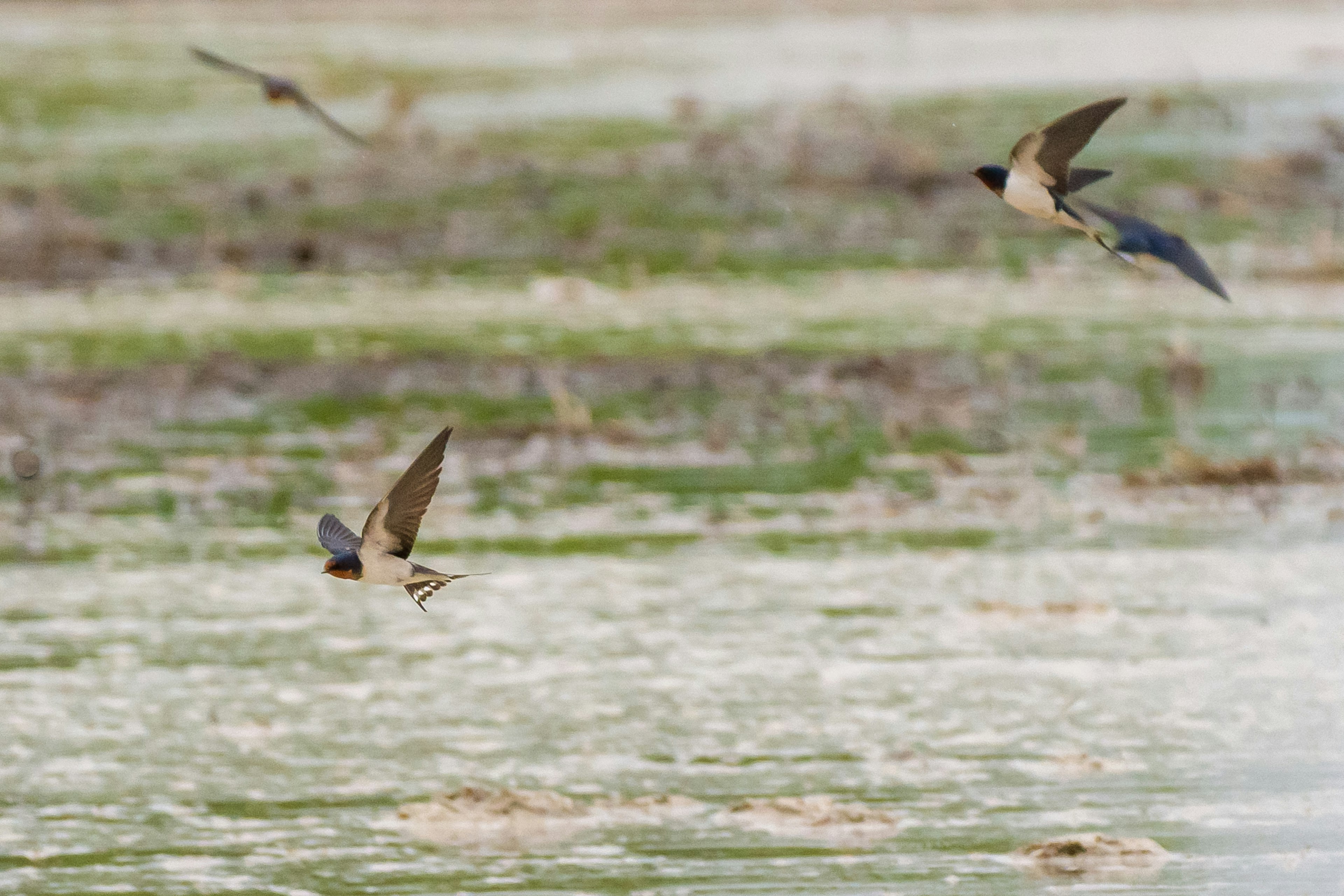 A flock of swallows flying over a wetland area with greenery