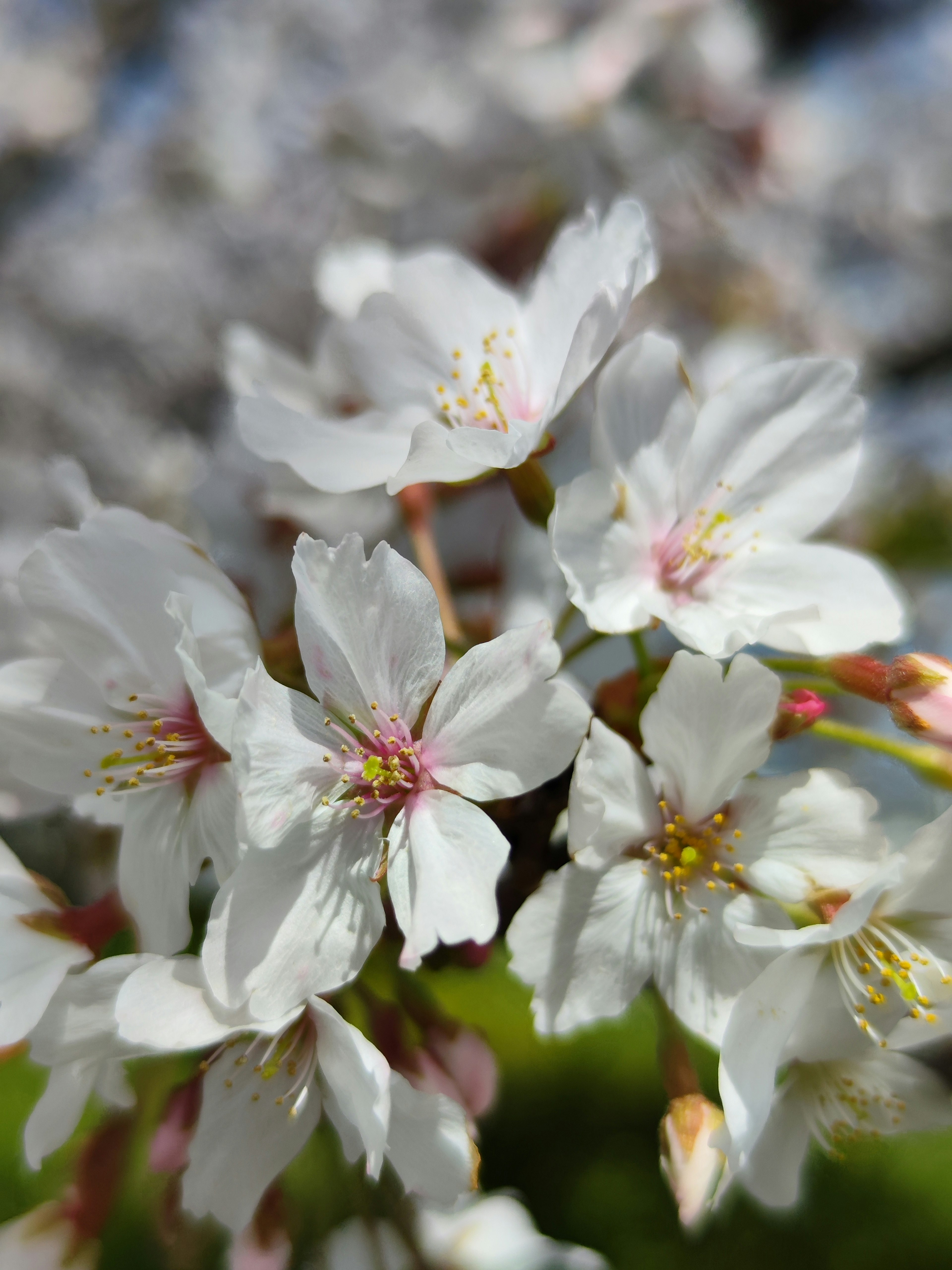 Close-up image of blooming cherry blossoms