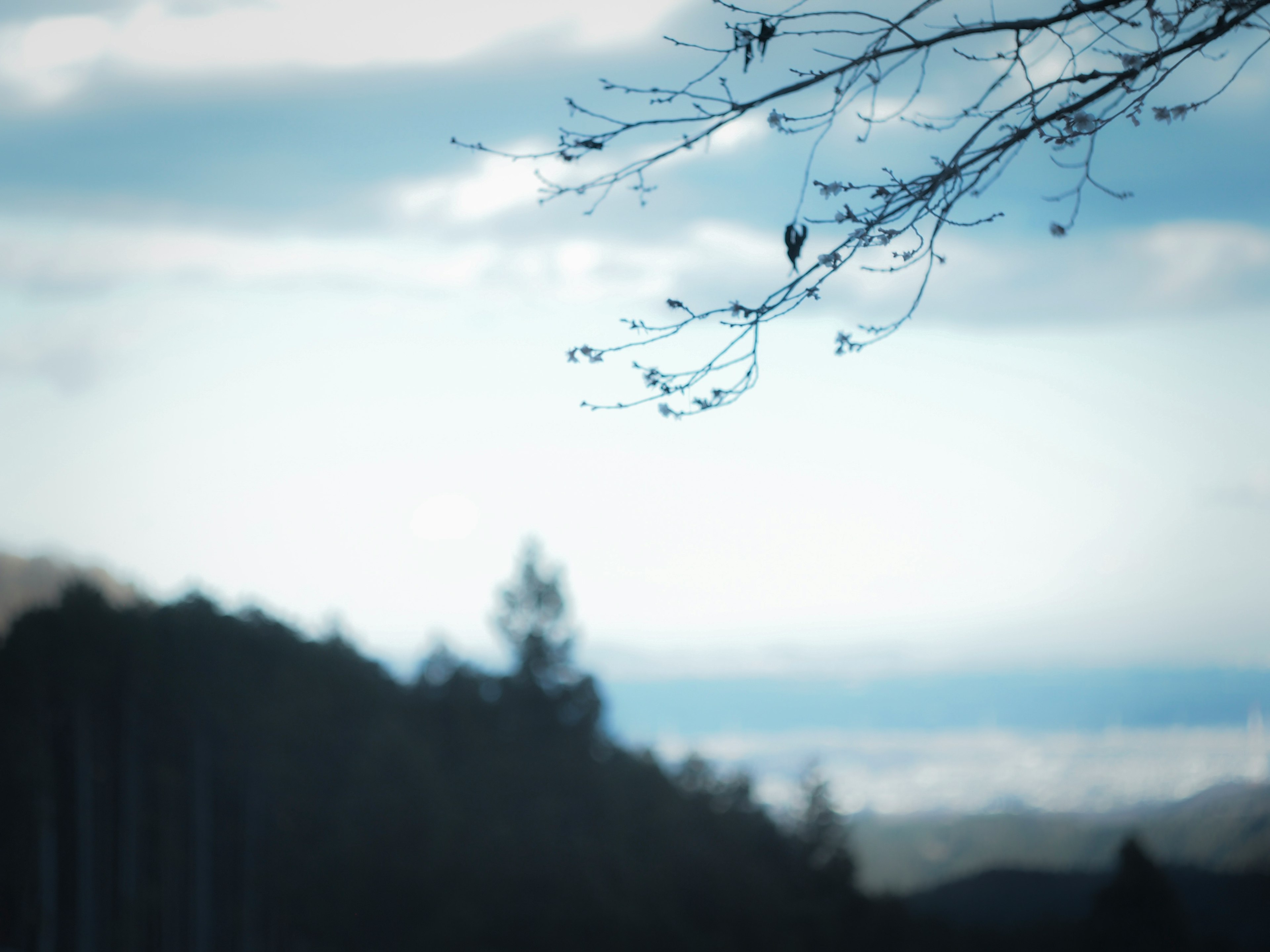 ぼんやりとした背景に青い空と雲が広がり、手前には細い枝と葉が見える風景