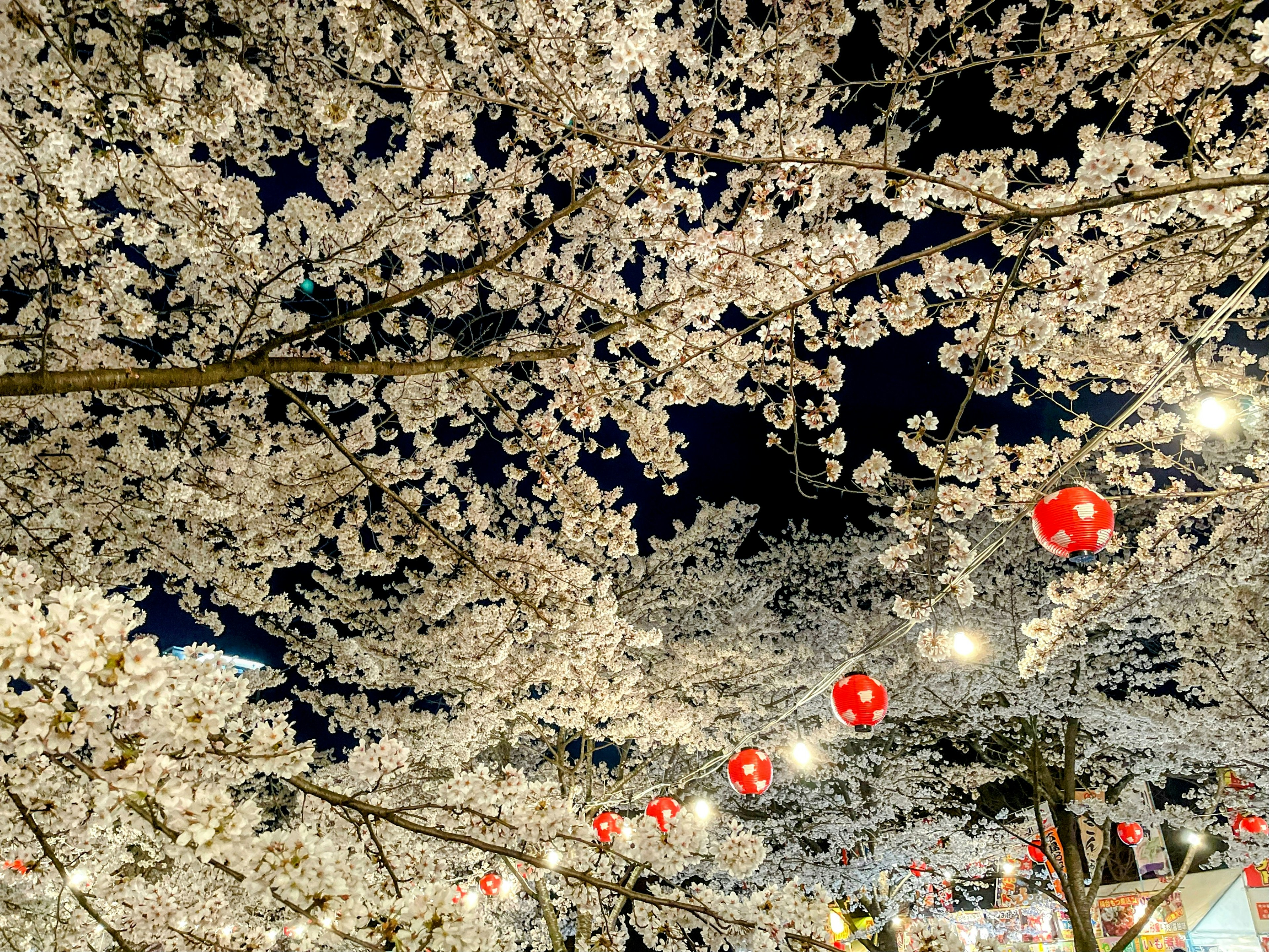 Hermosa vista de cerezos en flor y faroles de noche