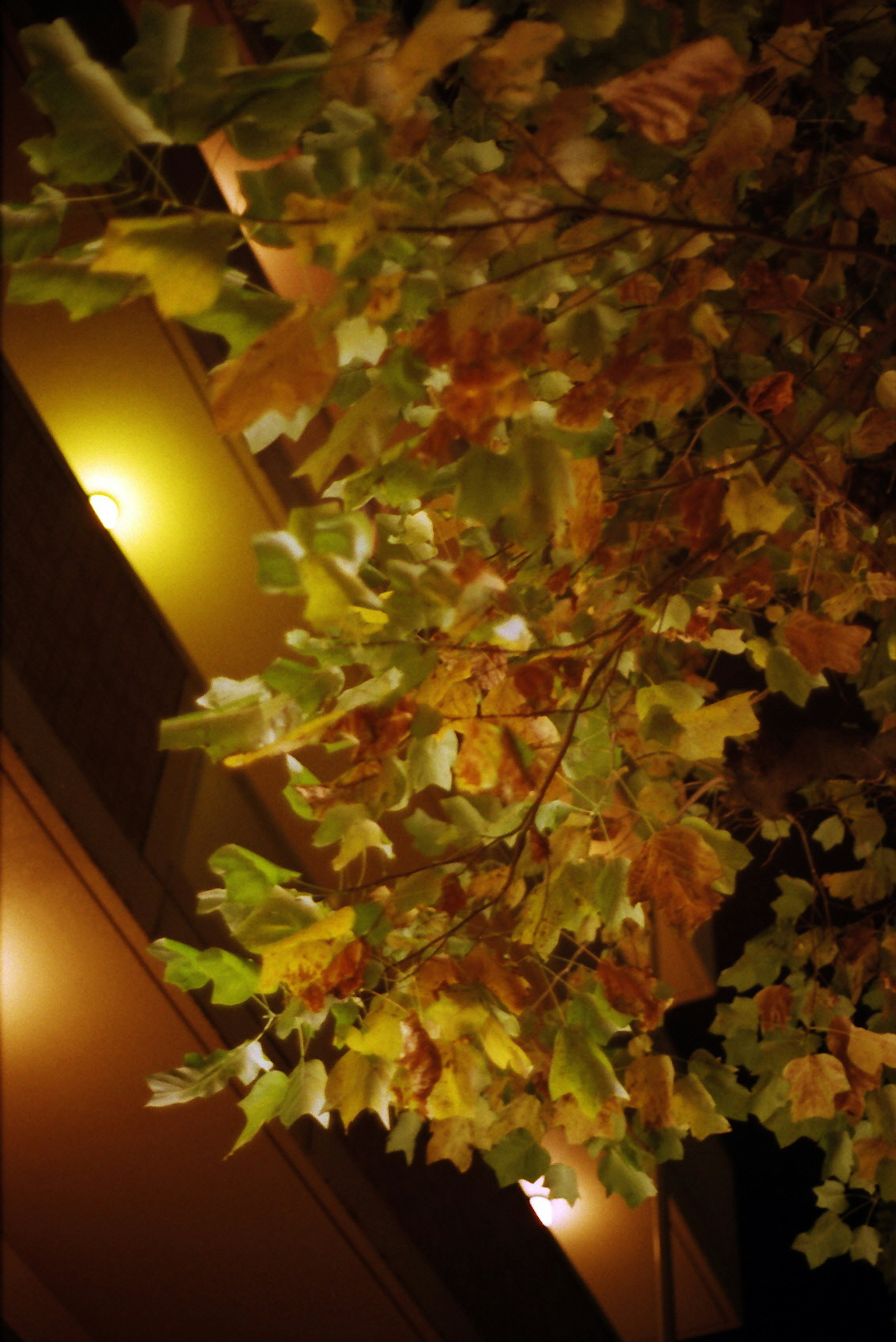 Baum mit gelben Blättern, beleuchtet von Nachtlichtern