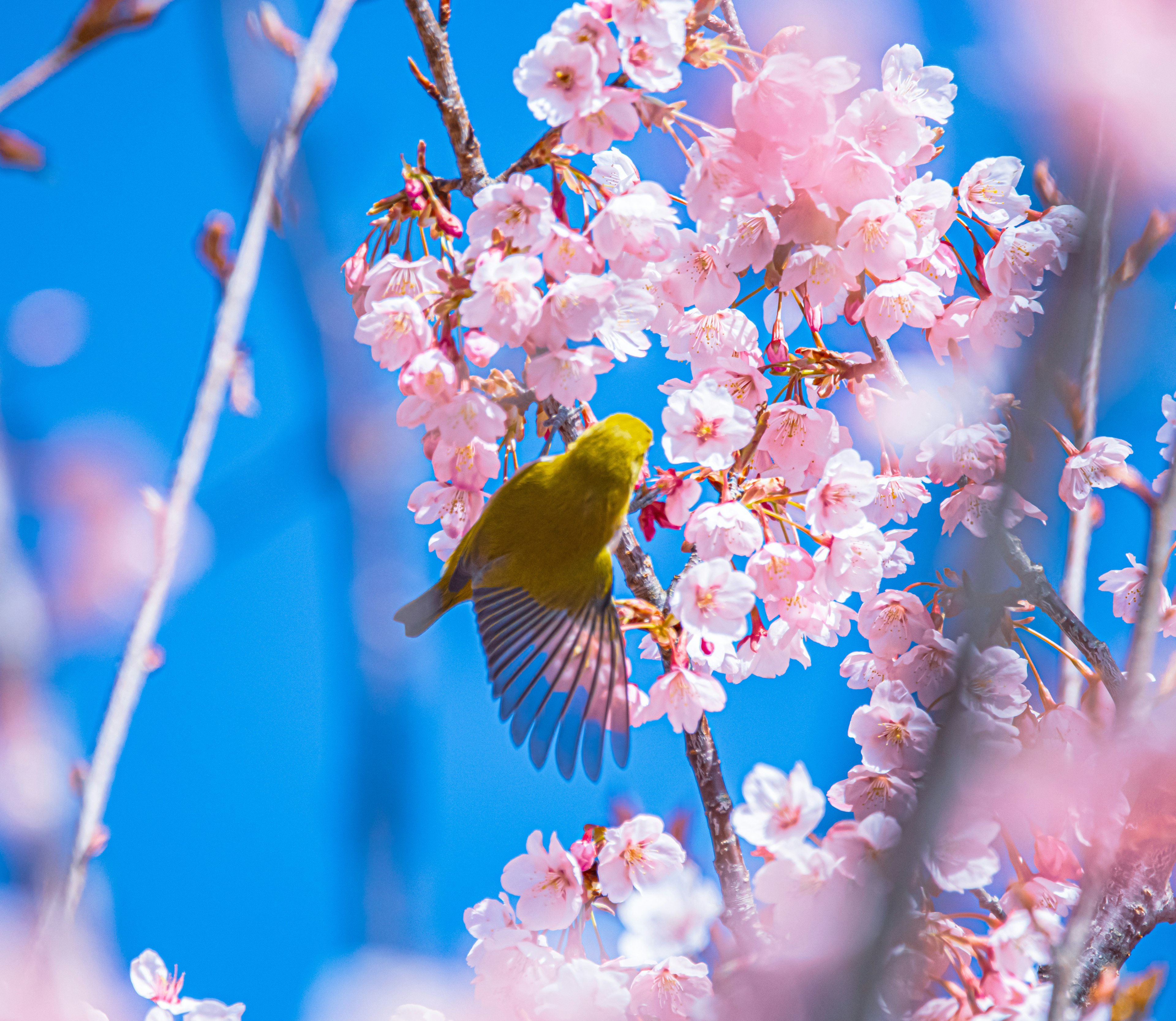 青空の下で桜の花に止まる黄色い小鳥