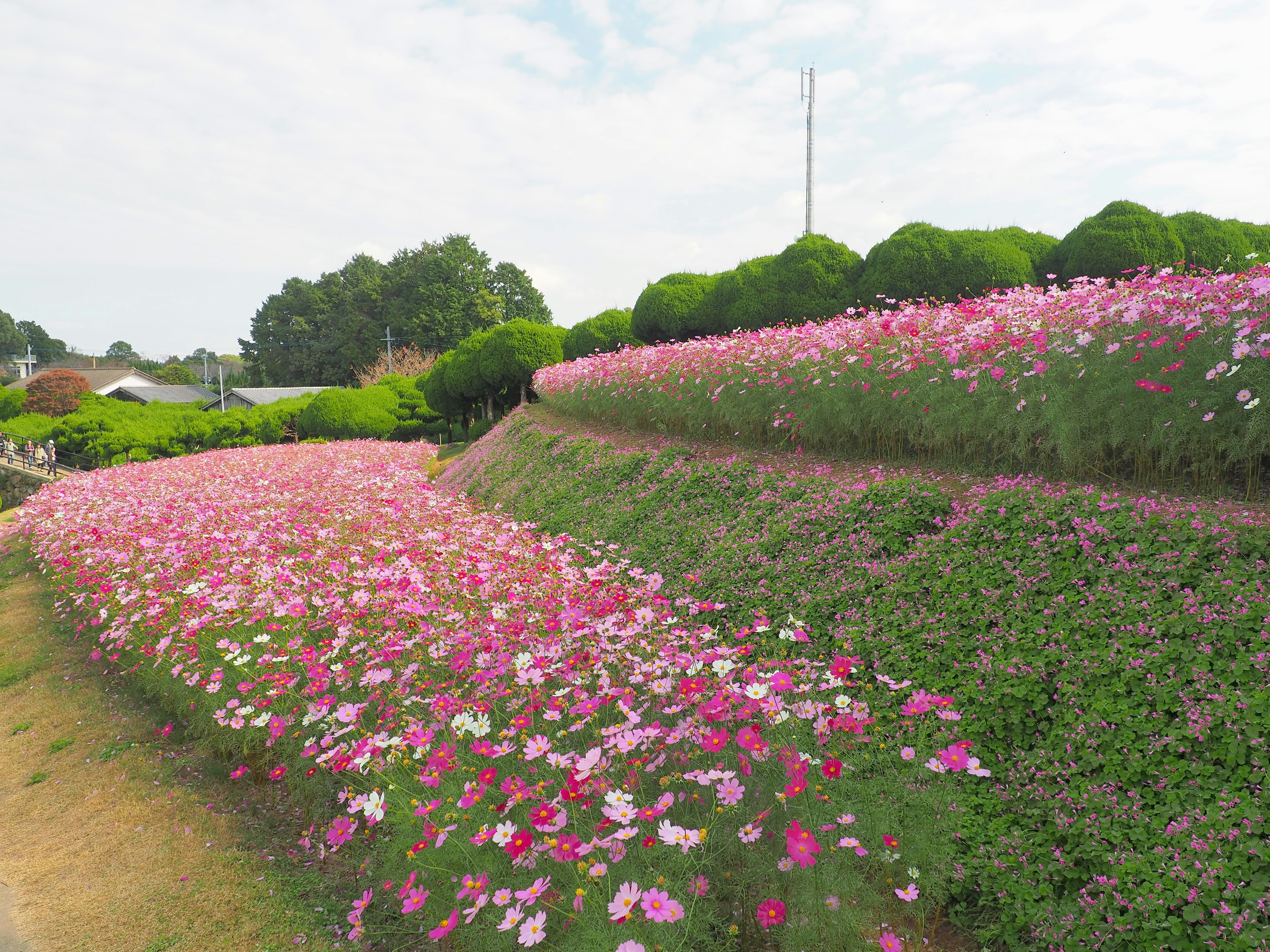 Un paisaje de colina cubierto de flores rosas y verdes en flor